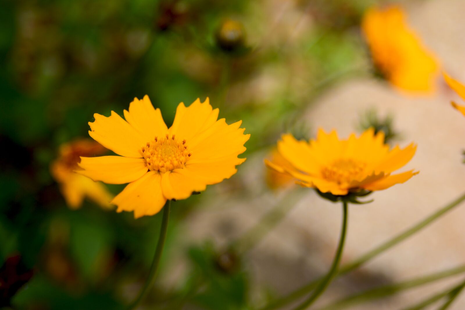 Nikon D7100 sample photo. Flower, wildflower, yell photography
