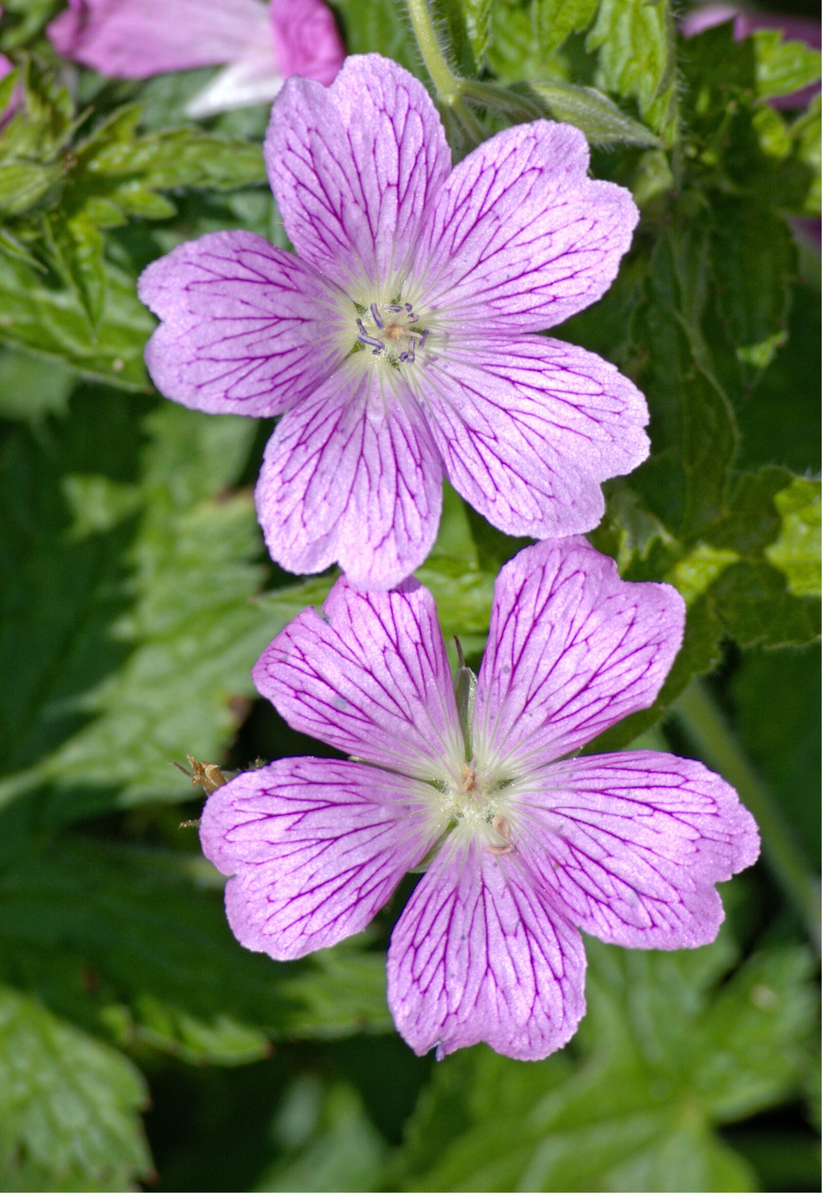 55.0-200.0mm f/4.0-f/5.6 sample photo. Mallow, malva, flower photography