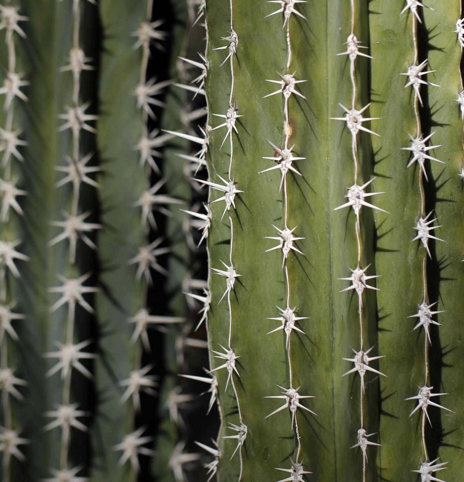 Canon EOS 60D + Canon EF 100mm F2.8L Macro IS USM sample photo. Cactus, desert, spikes photography