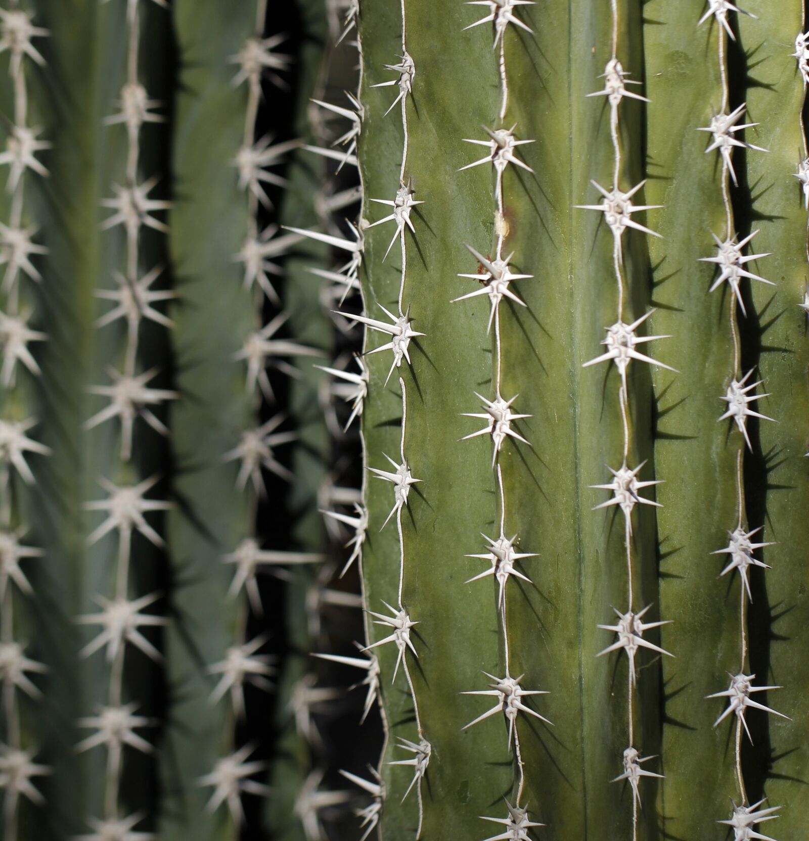 Canon EF 100mm F2.8L Macro IS USM sample photo. Cactus, desert, spikes photography