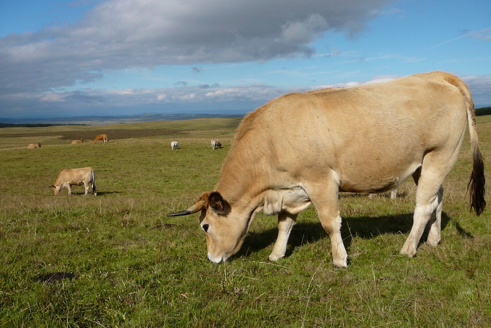 Panasonic DMC-TZ1 sample photo. Cow, field, cattle photography