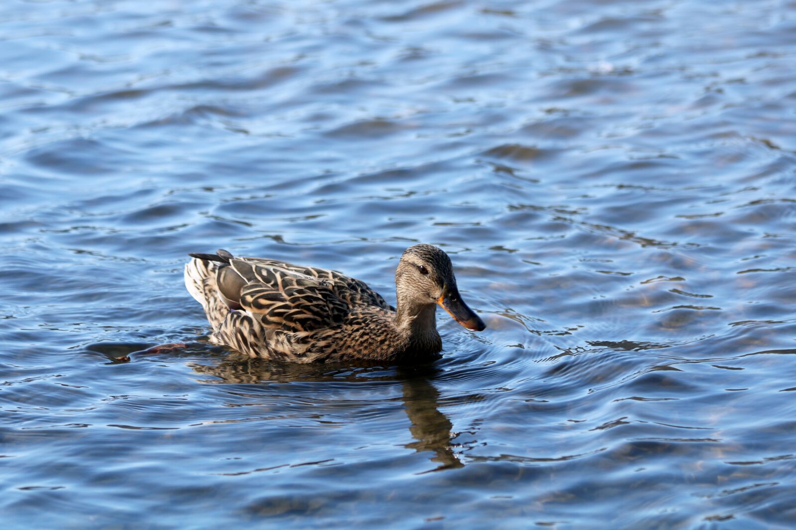 Canon EOS 750D (EOS Rebel T6i / EOS Kiss X8i) sample photo. Duck, water, pond photography