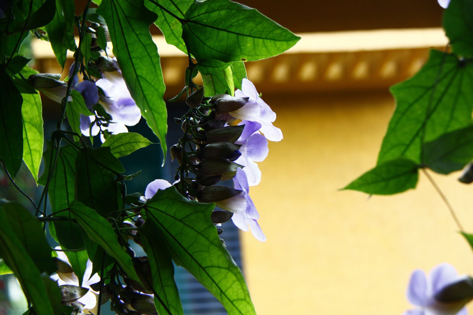 Canon EOS 500D (EOS Rebel T1i / EOS Kiss X3) sample photo. Flowers, plant, color photography