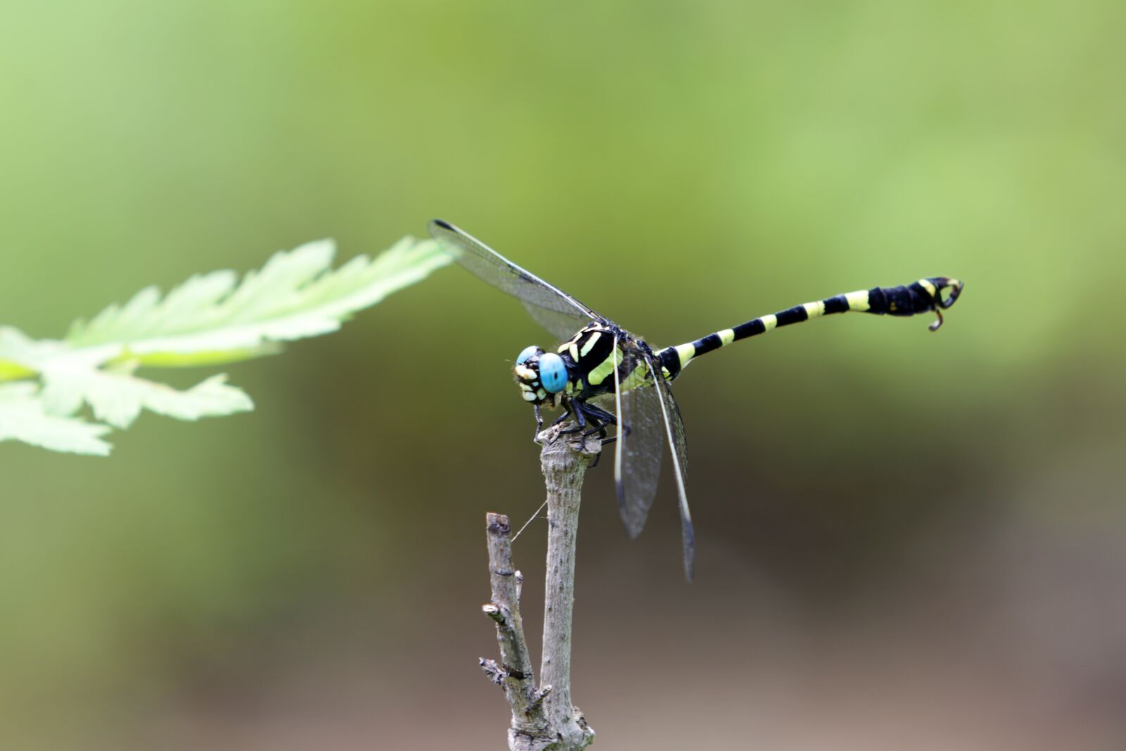 Canon EF 70-200mm F2.8L USM sample photo. Dragonfly, summer, insects photography