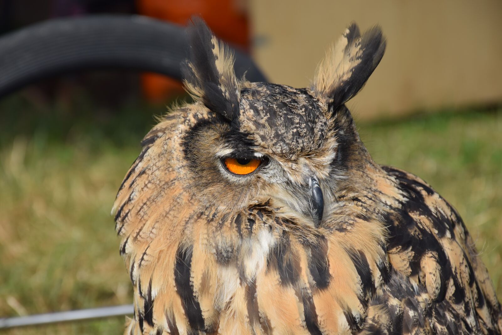 Nikon D5300 sample photo. Eurasian eagle owl, owl photography