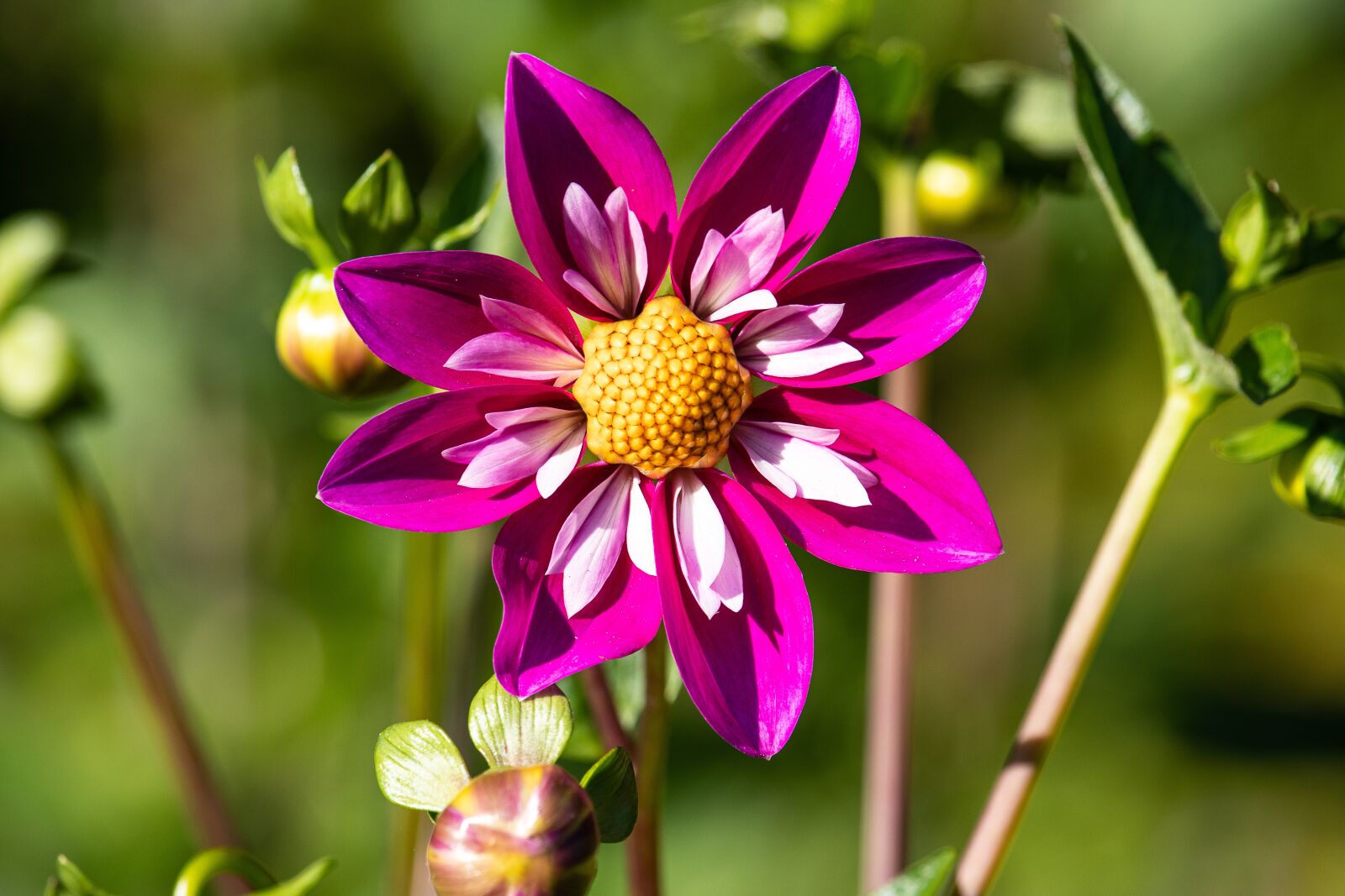 Canon EF-S 55-250mm F4-5.6 IS STM sample photo. Dahlia, flower, ornamental plant photography