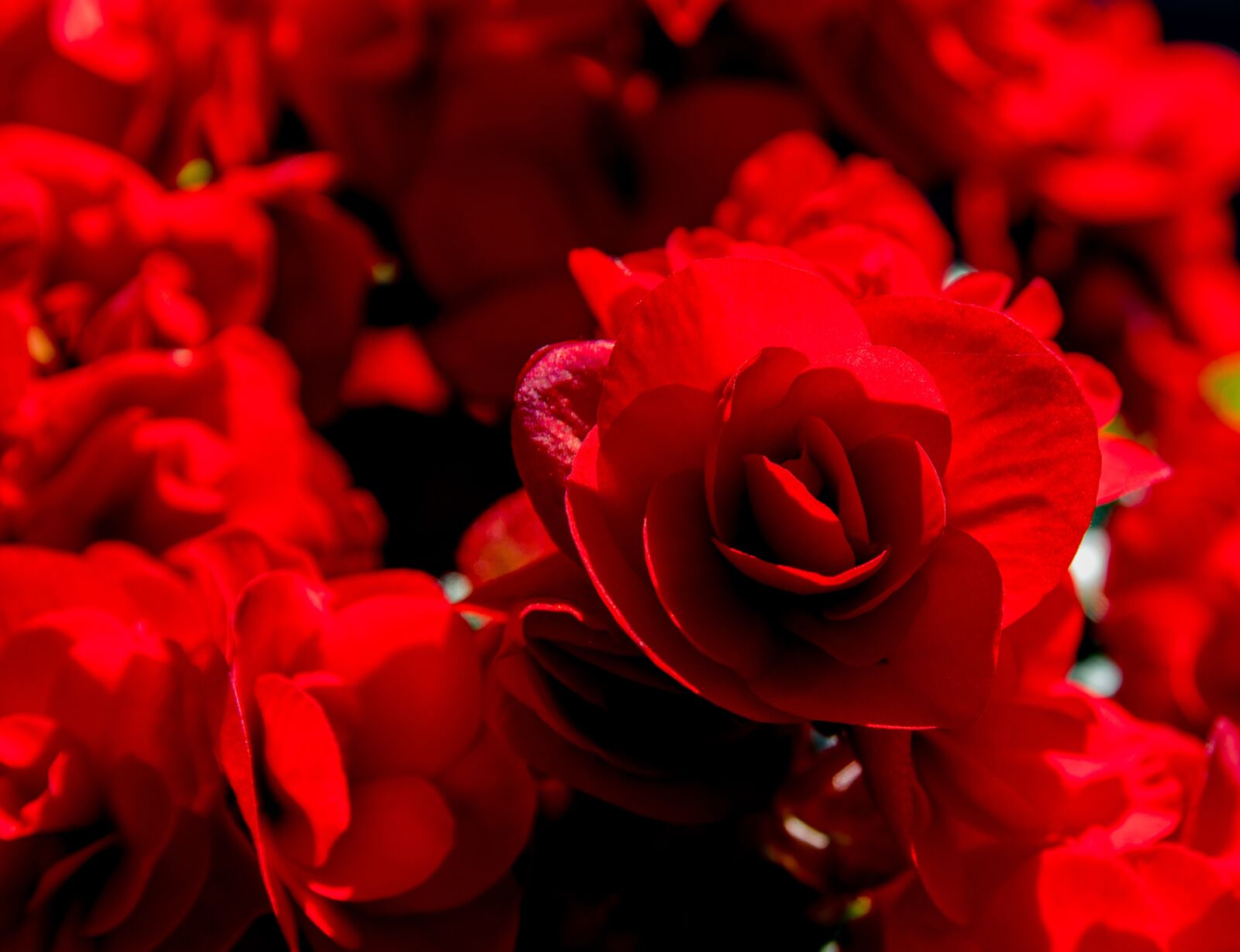 Canon EOS 80D sample photo. Begonia, flower, plant photography