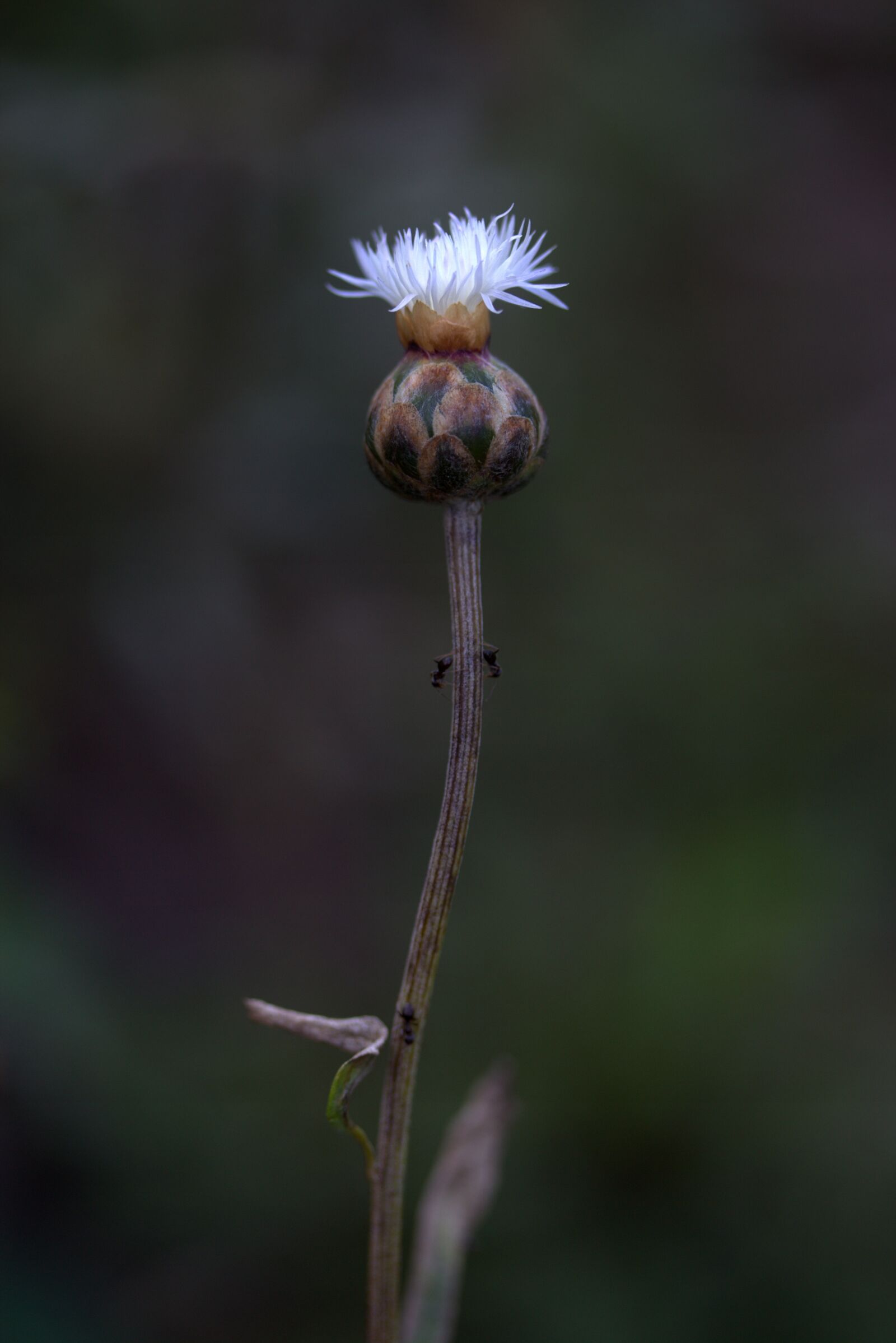 Canon EF-S 60mm F2.8 Macro USM sample photo. Flower, freshman, white photography