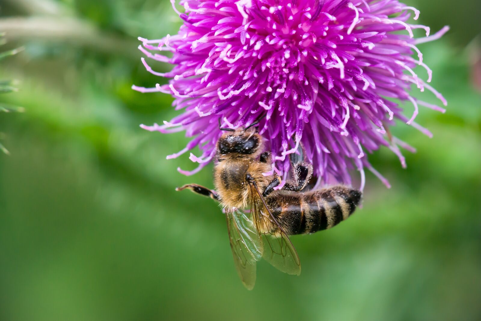 Samsung NX300M + Samsung NX 50-200mm F4-5.6 ED OIS sample photo. Bee, thistle, blossom photography
