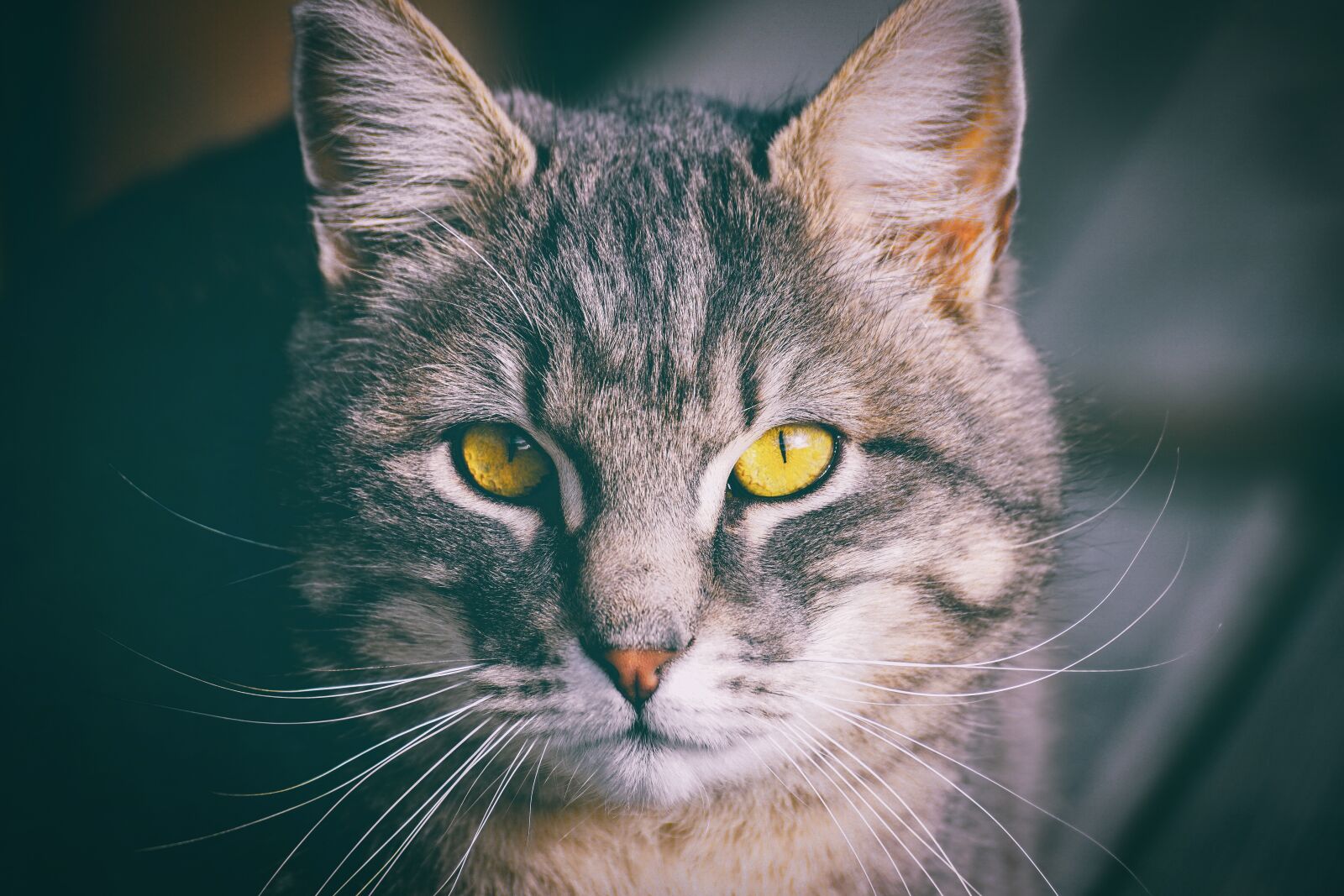 Sony DT 55-300mm F4.5-5.6 SAM sample photo. Cat, domestic cat, eyes photography