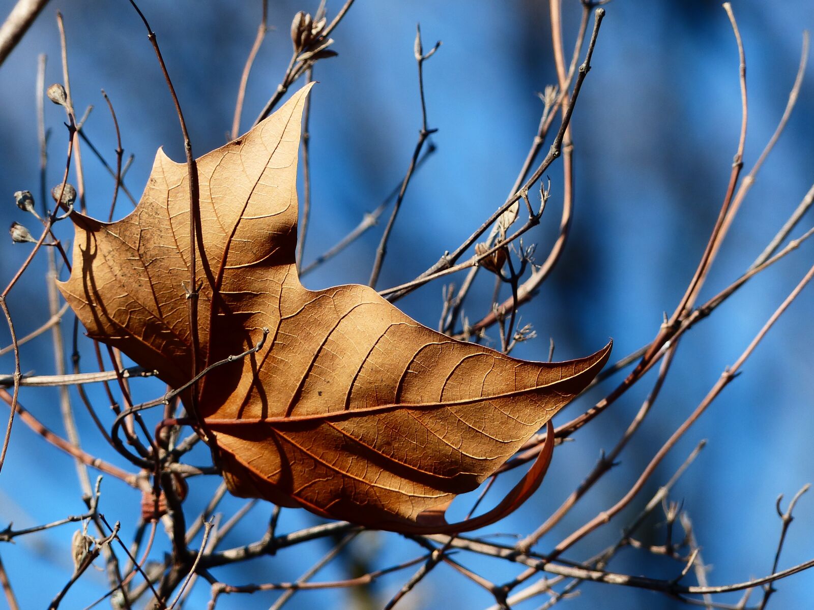 Panasonic Lumix DMC-FZ200 sample photo. Sheet, sycamore, branch photography