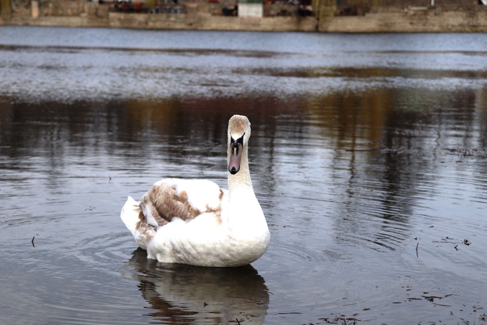Canon EOS 200D (EOS Rebel SL2 / EOS Kiss X9) sample photo. Swan, romania, lake photography