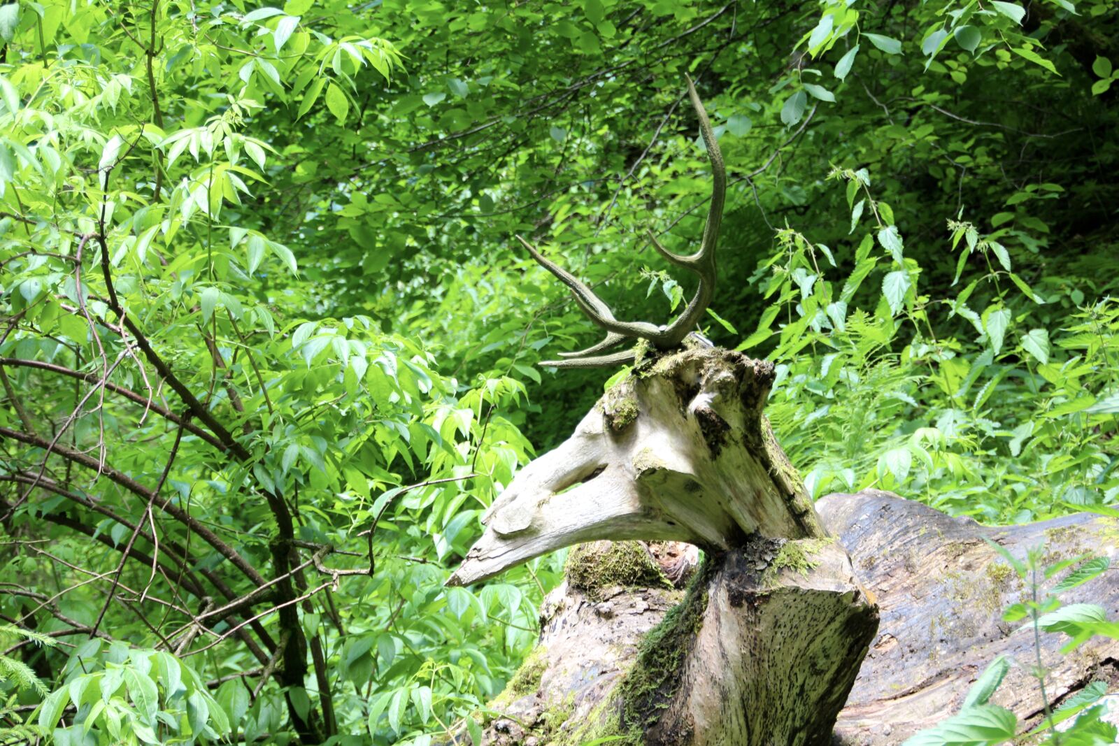 Canon EOS 600D (Rebel EOS T3i / EOS Kiss X5) sample photo. Deer antler, statue, forest photography