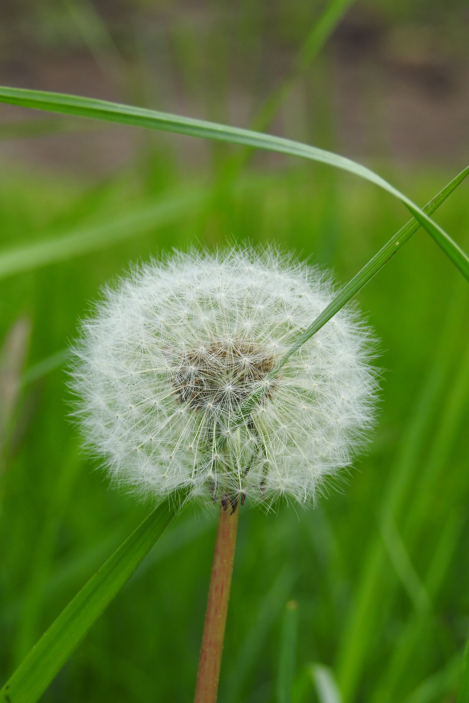 Nikon Coolpix P900 sample photo. Nature, plant, lawn photography