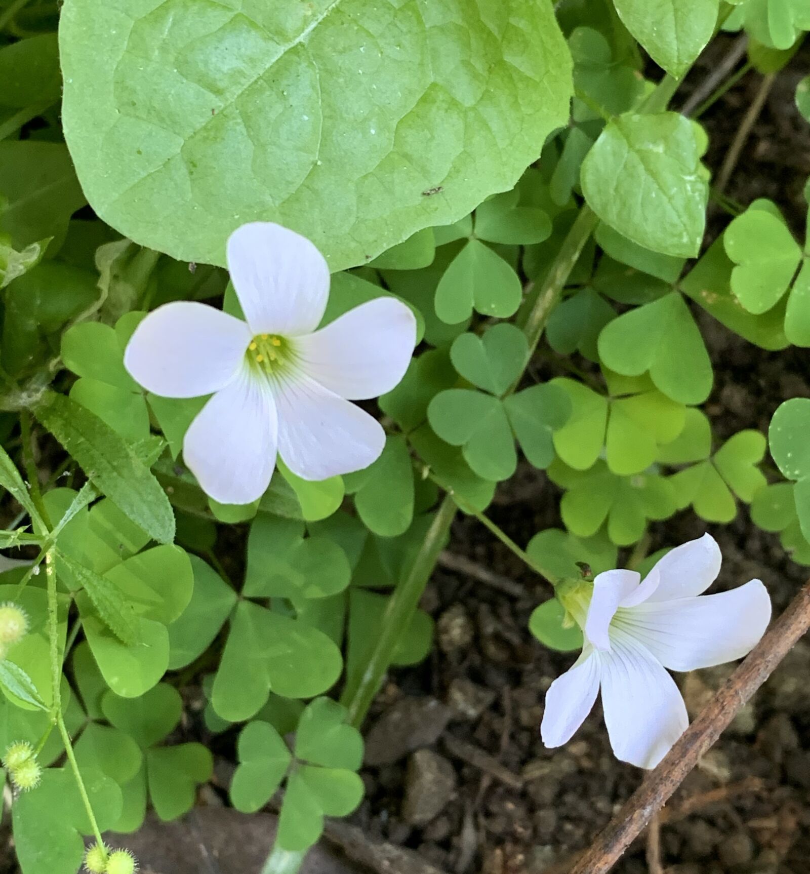 iPhone XS back dual camera 4.25mm f/1.8 sample photo. Pale pink-sorrel, sorrel, woodsorrel photography