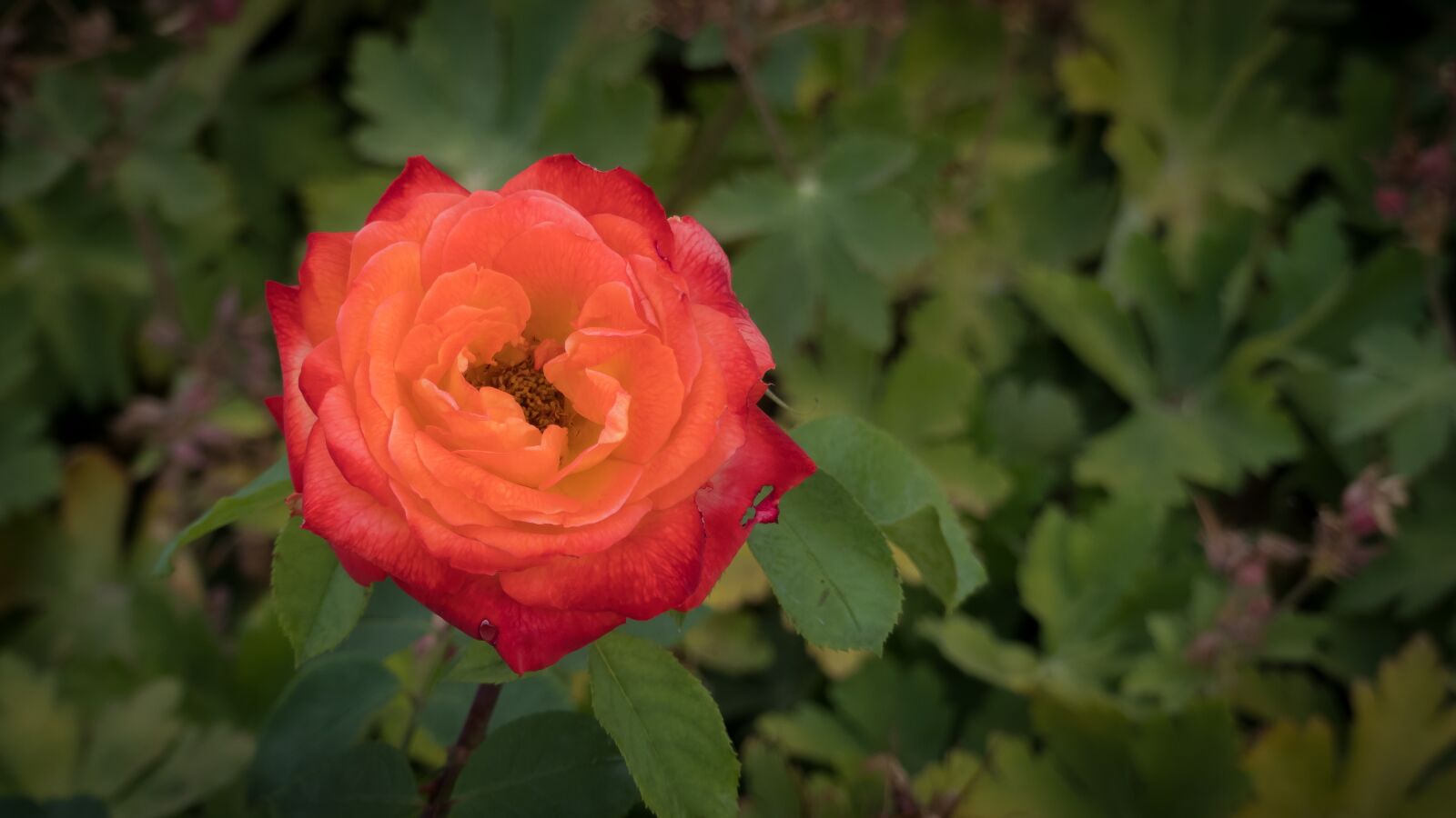 Panasonic Lumix DMC-FZ300 sample photo. Rose, flower, garden photography