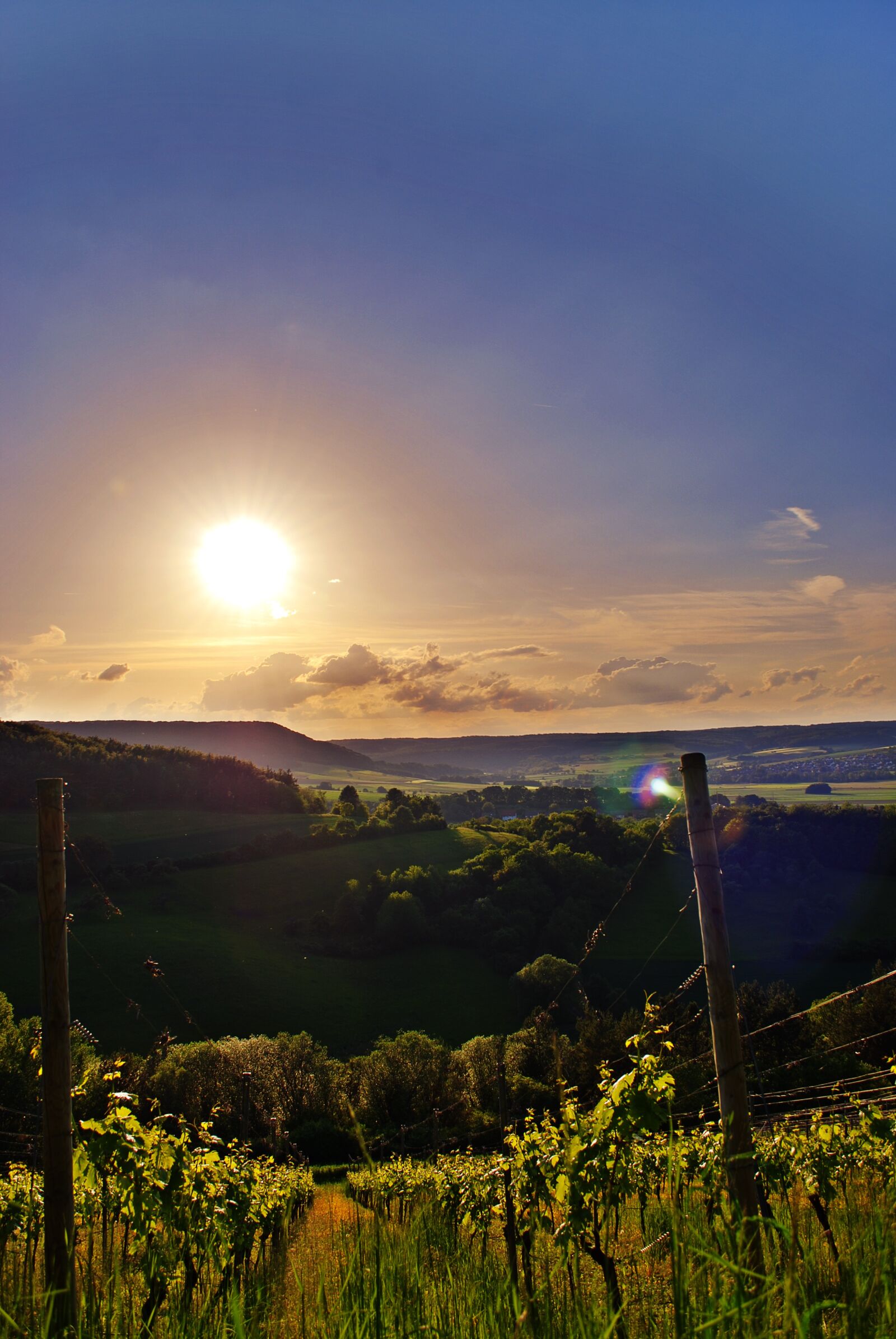 Nikon D80 sample photo. Vine, vineyard, sun photography