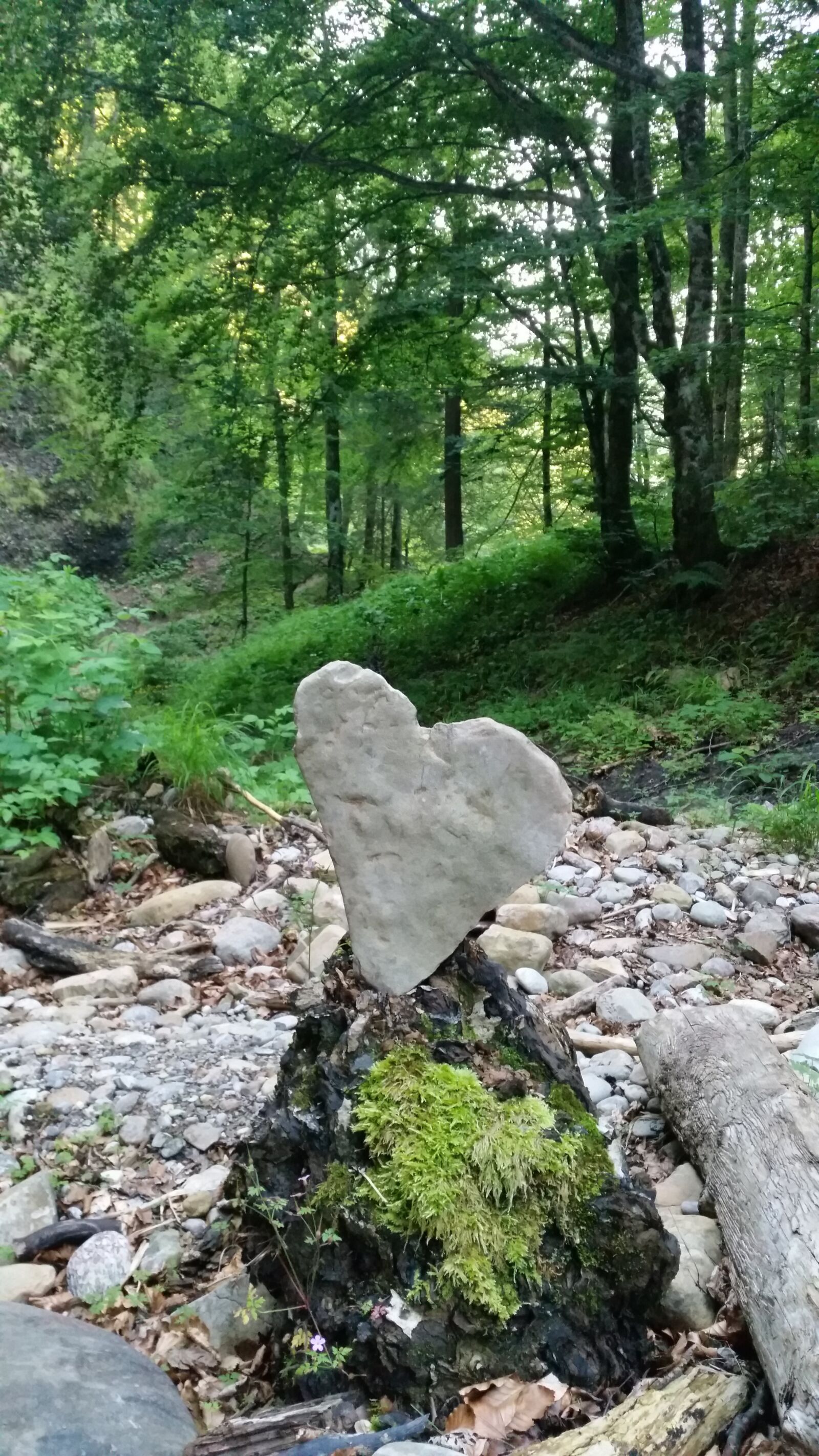Samsung Galaxy S5 sample photo. Heart, nature, love photography
