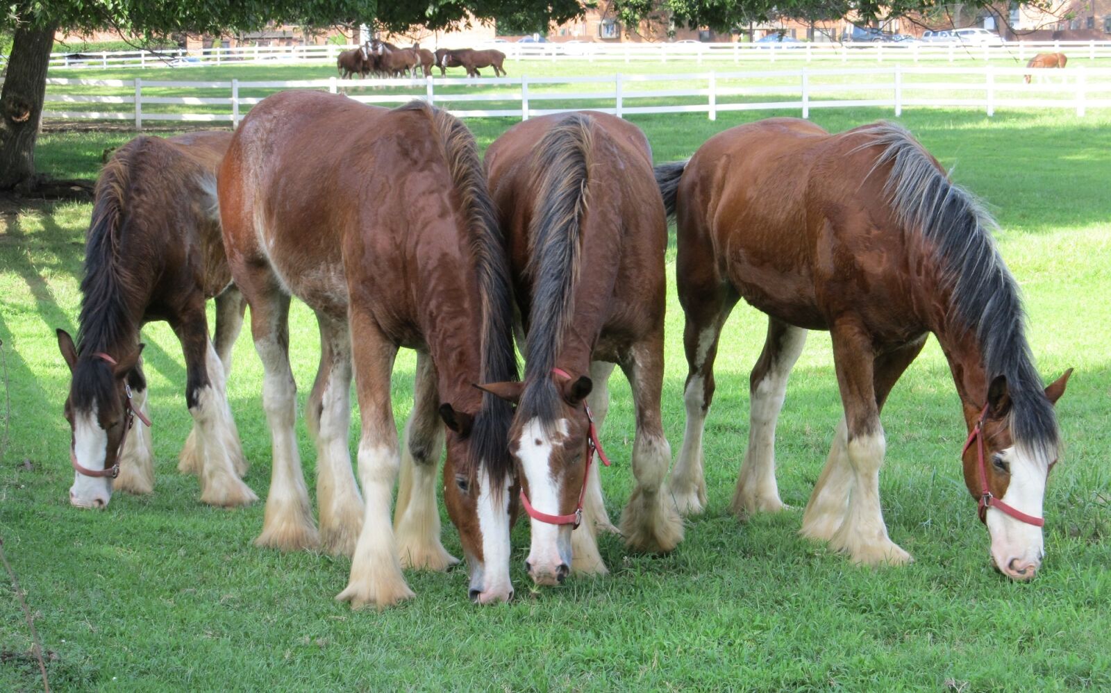 Canon PowerShot SX130 IS sample photo. Clydesdales, horses, yearlings photography