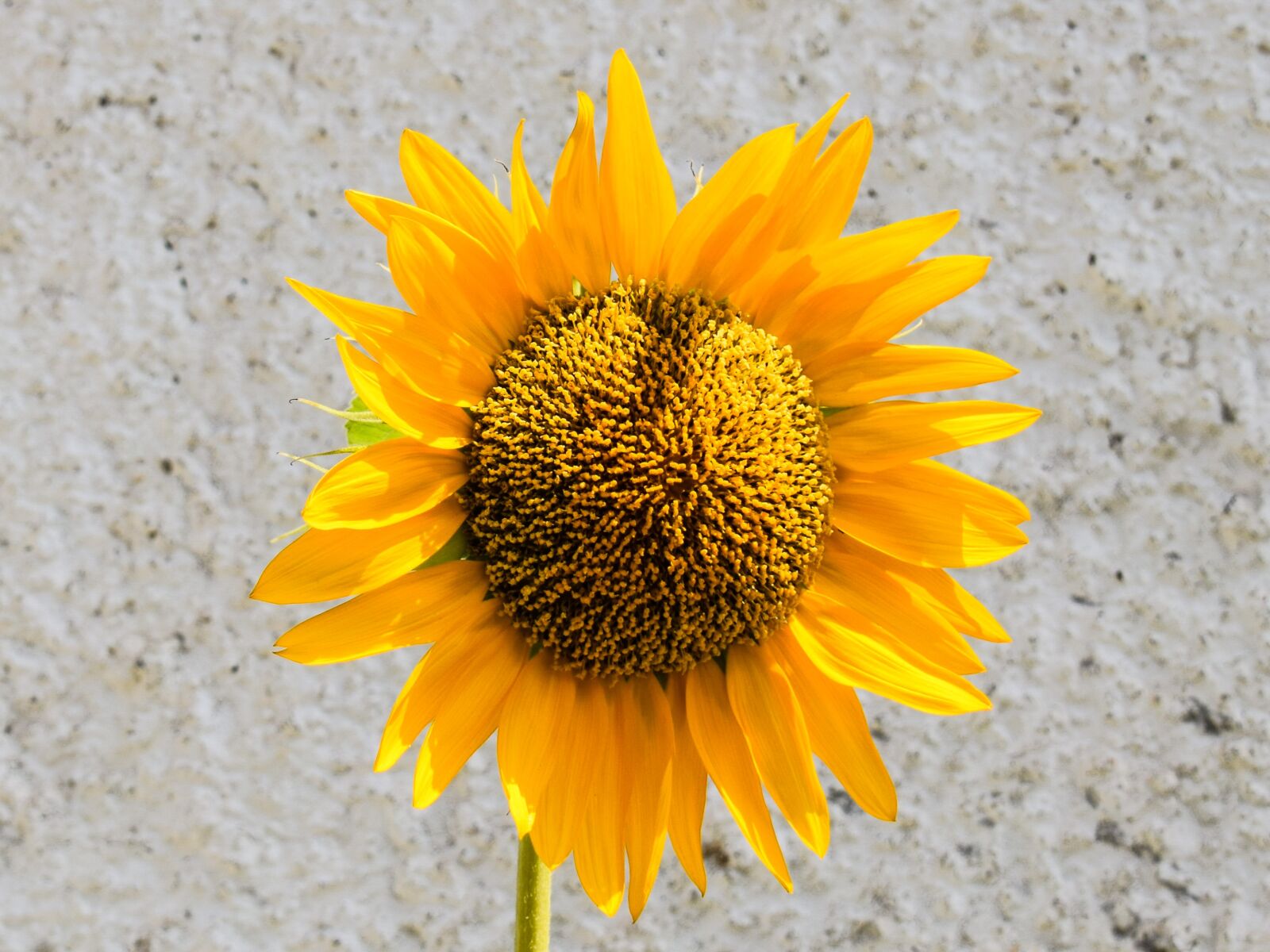 Nikon D3300 sample photo. Sunflower, flower, yellow photography