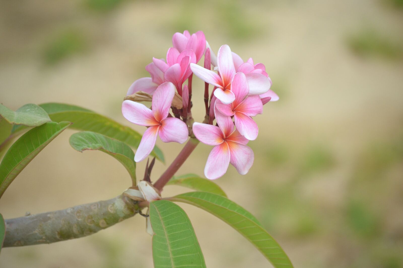 Nikon D3100 sample photo. Flowers, pink, nature photography