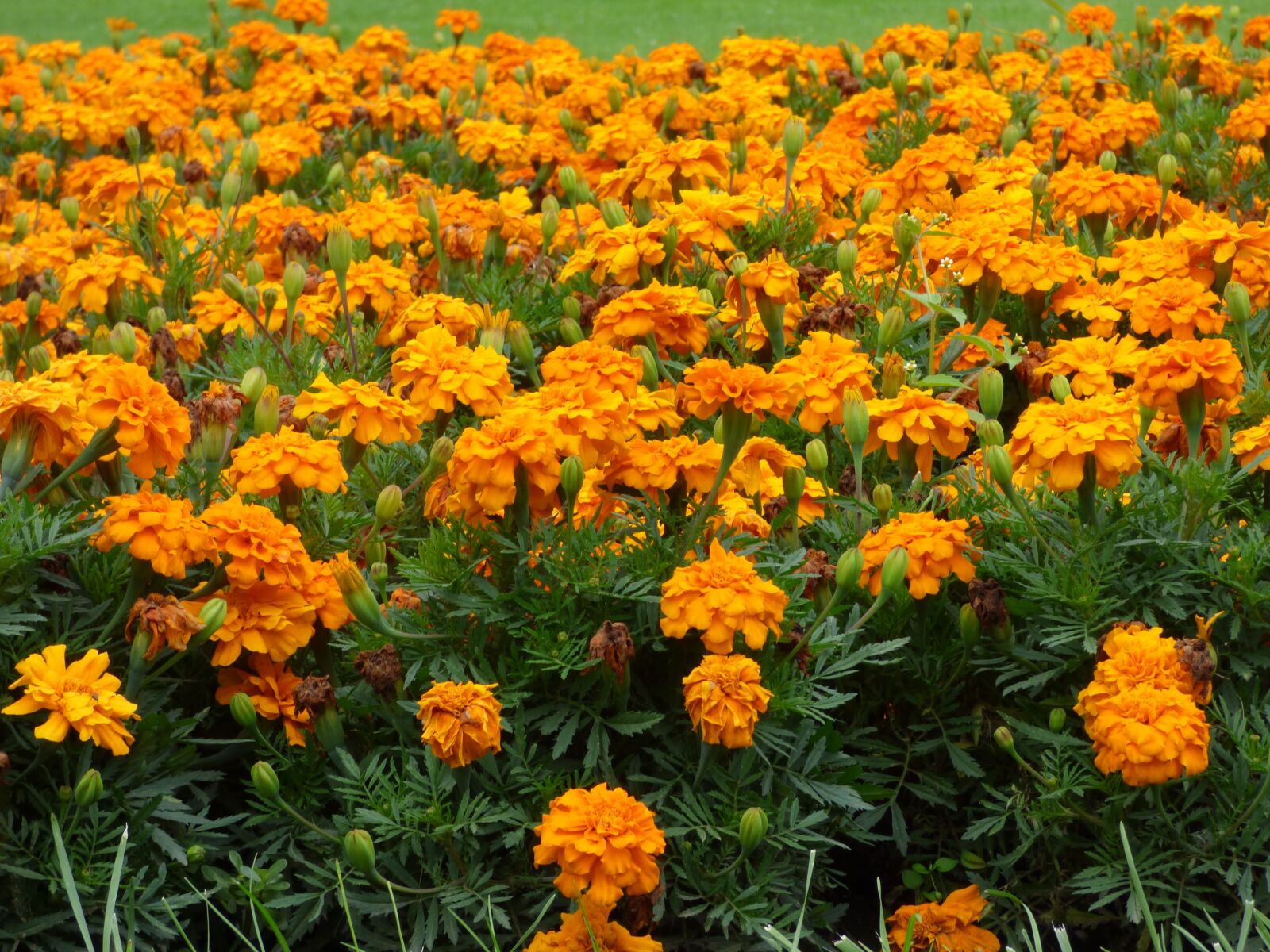 Panasonic DMC-FZ72 sample photo. Flowers, orange, field photography