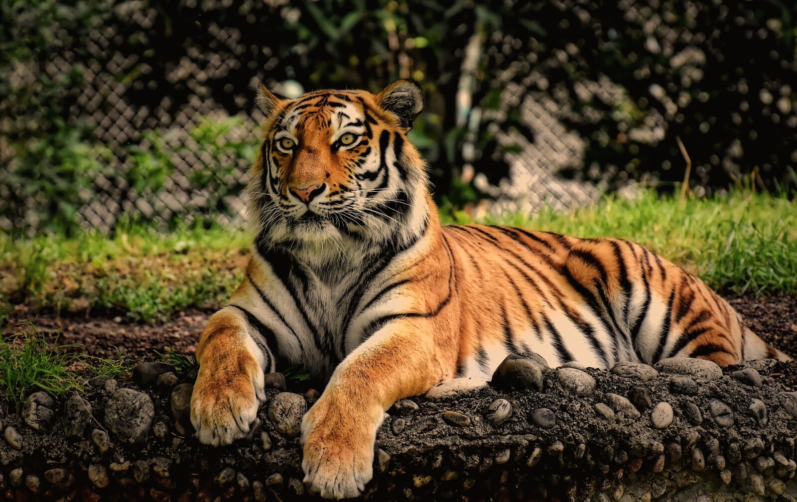 Nikon D7200 sample photo. Tiger, predator, fur photography