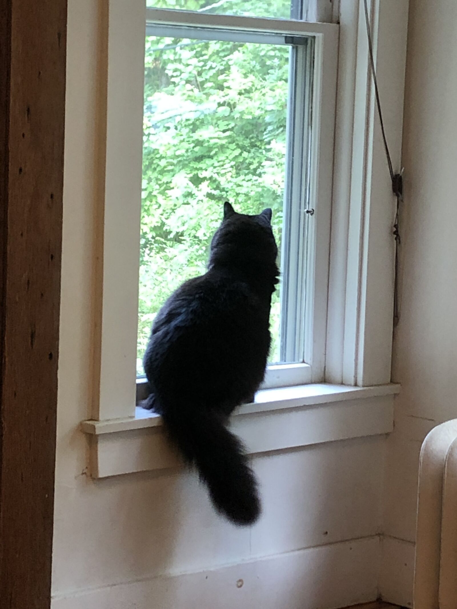 iPhone 8 back camera 3.99mm f/1.8 sample photo. Cat, window, kitty photography