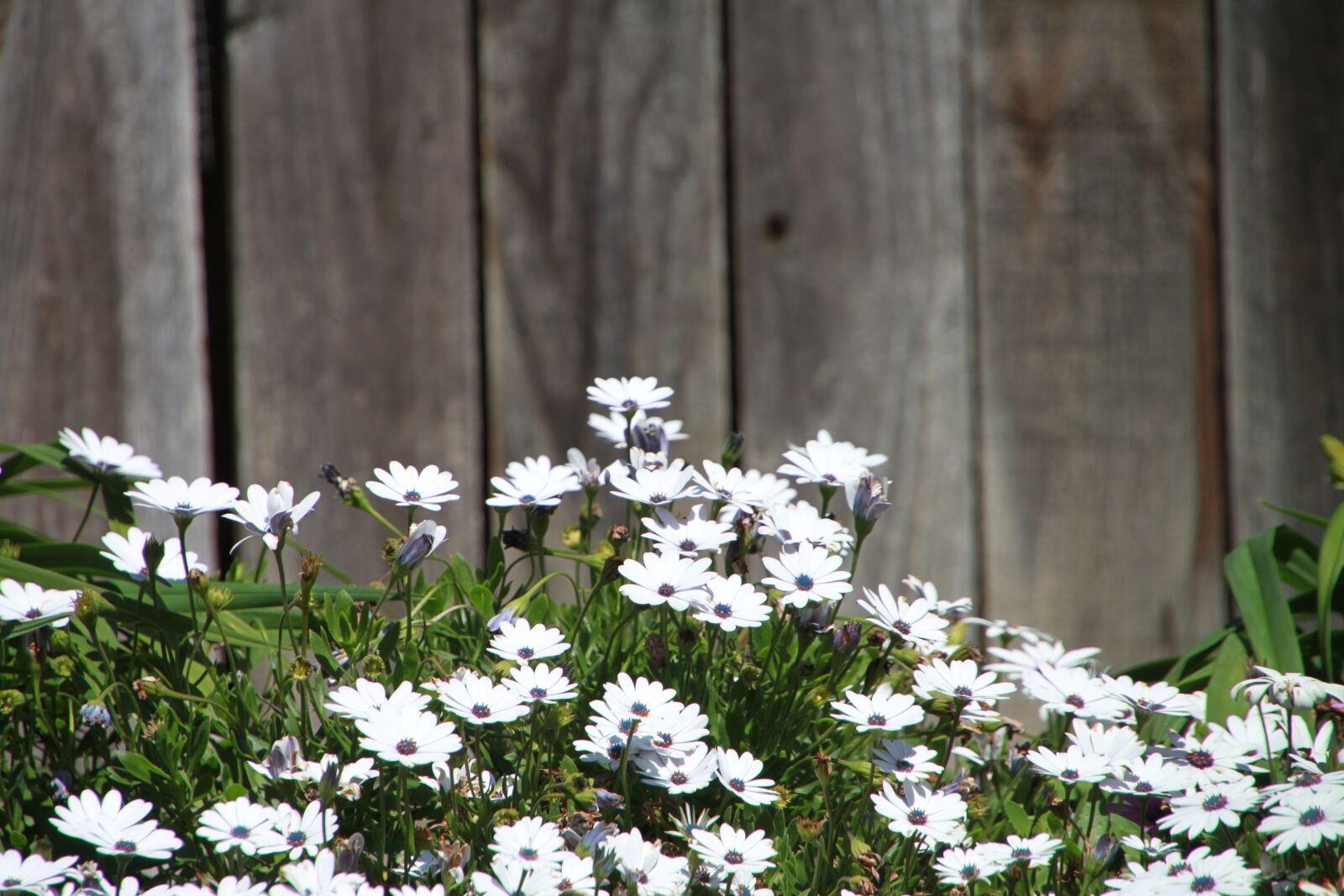 Canon EOS 500D (EOS Rebel T1i / EOS Kiss X3) sample photo. Flower, backyard, white photography