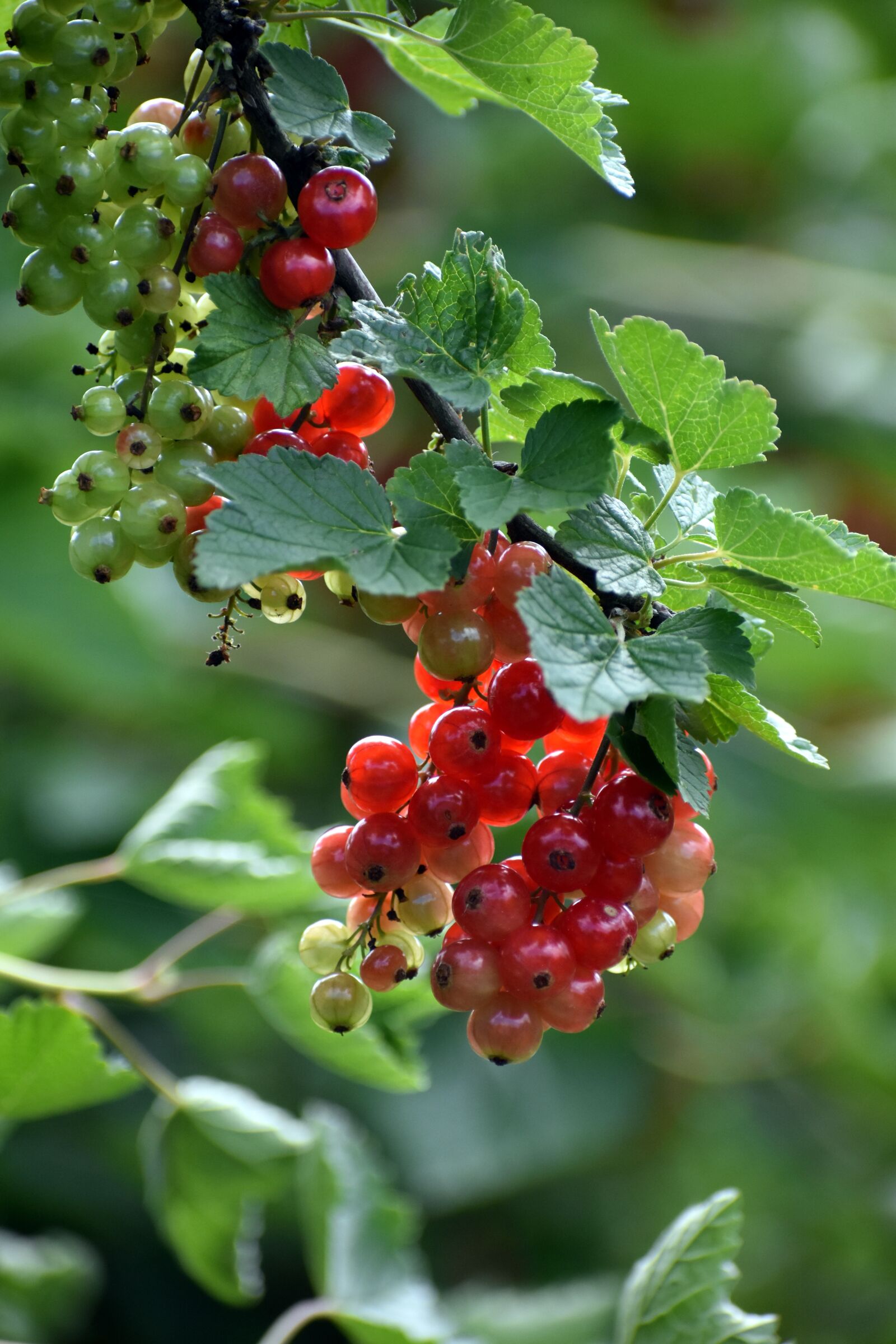 Nikon D3500 sample photo. Currants, unripe currant, gooseberry photography