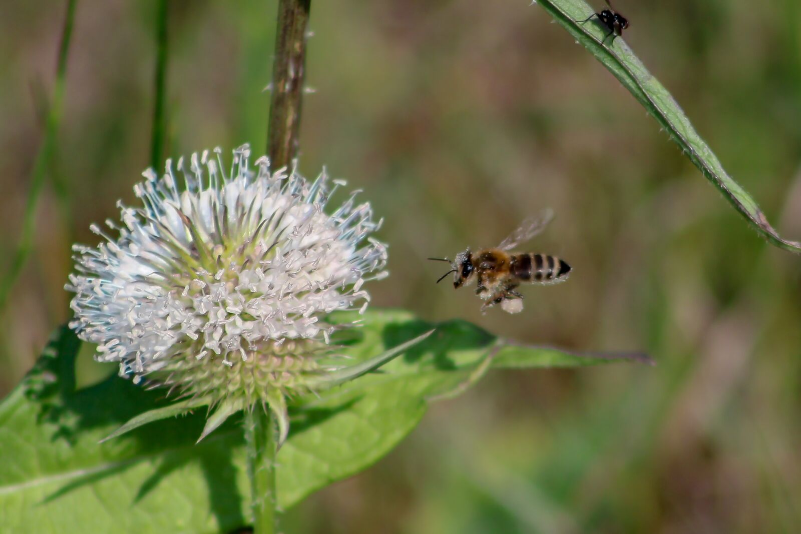 Canon EF75-300mm f/4-5.6 sample photo. Wildflower, stalk, szam rk photography