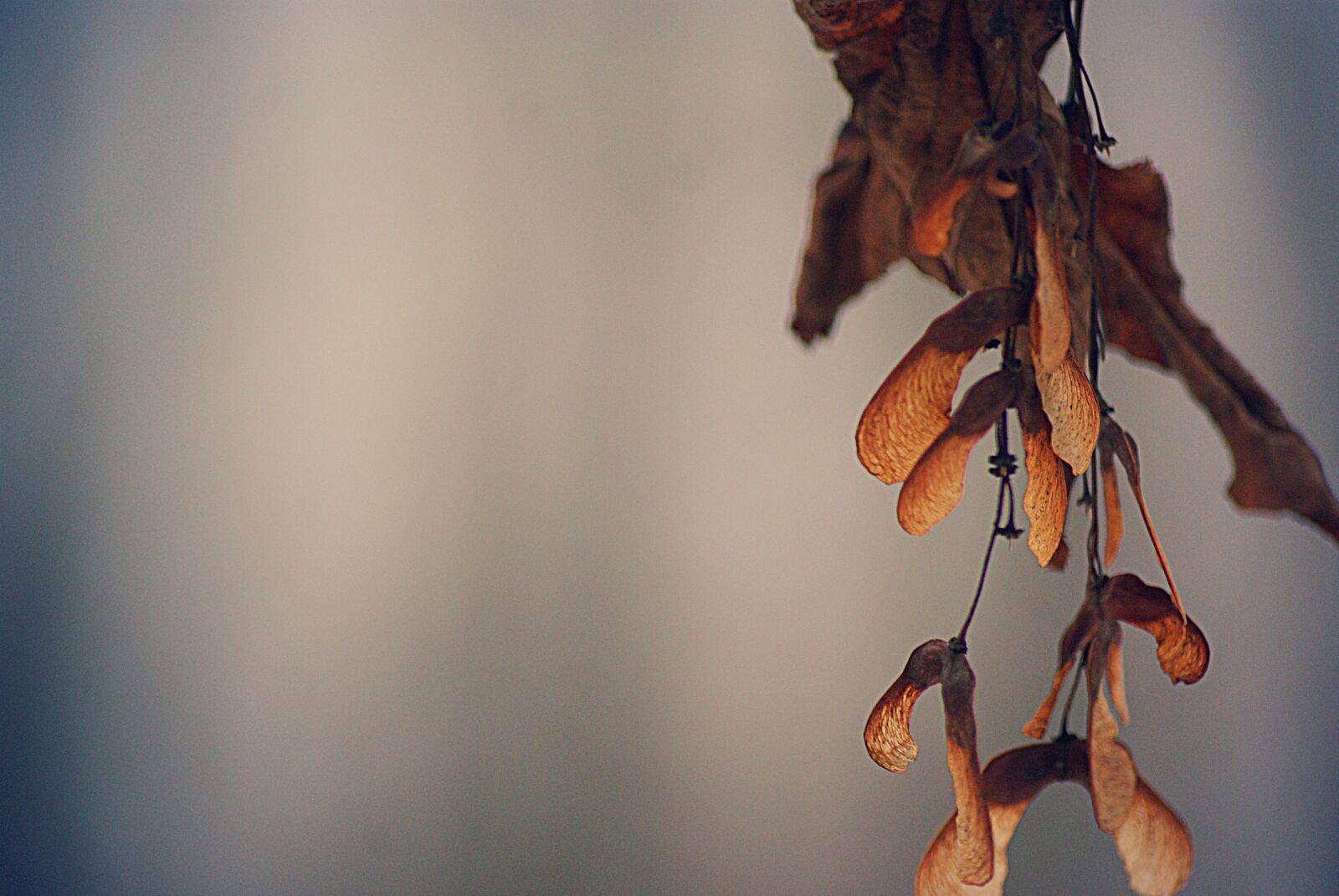 Sony Alpha DSLR-A230 sample photo. Maple, tree, seeds photography