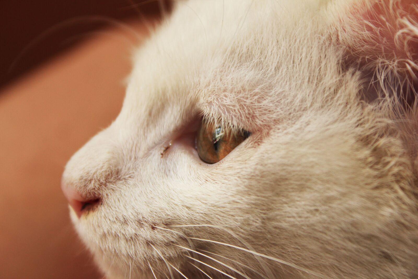 Canon EOS 550D (EOS Rebel T2i / EOS Kiss X4) sample photo. Cat, animal, white cat photography