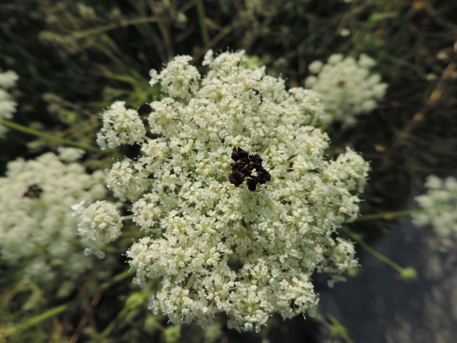 Nikon Coolpix P520 sample photo. Flower, insect, nature photography