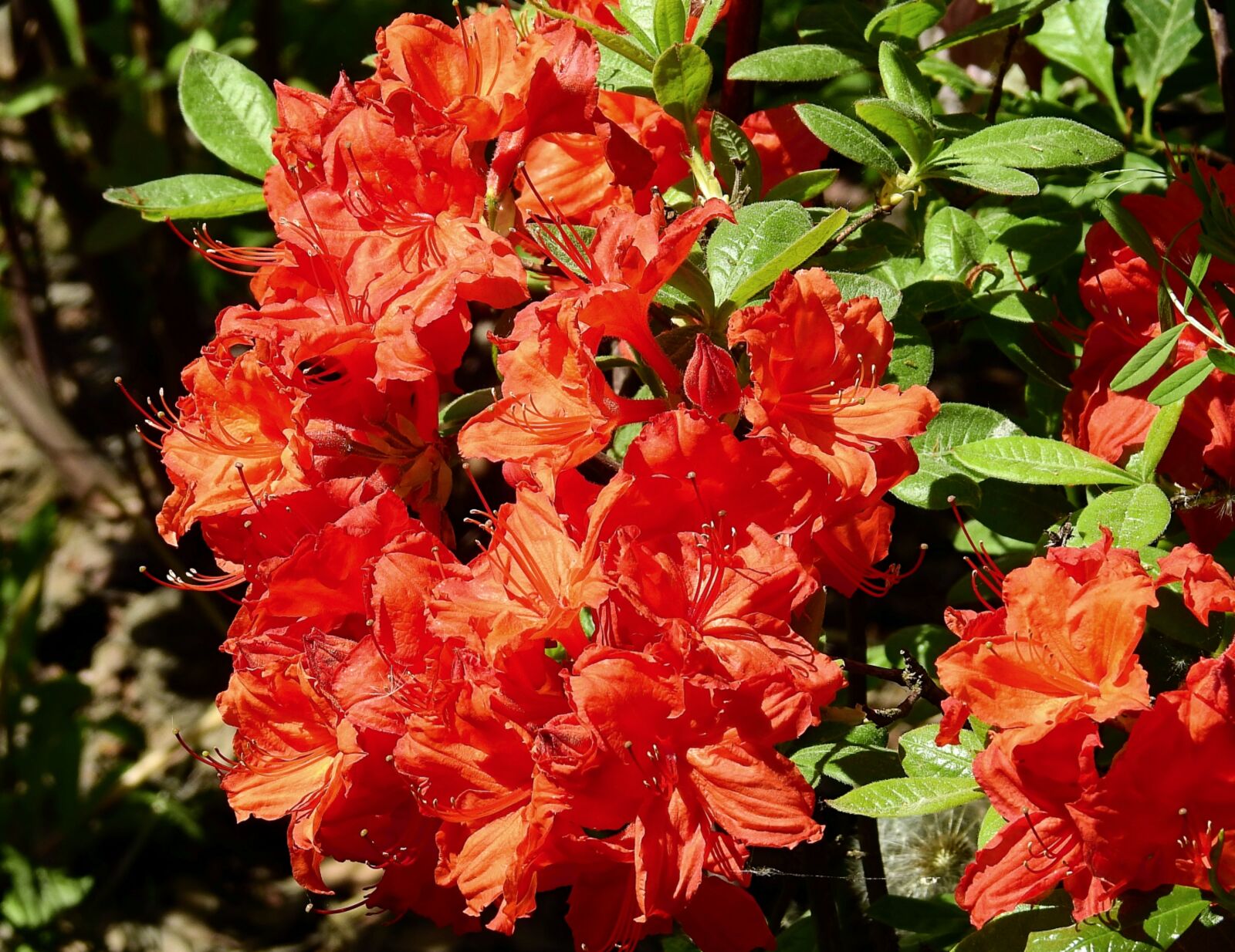 Nikon Coolpix P900 sample photo. Flowers, nature, spring photography