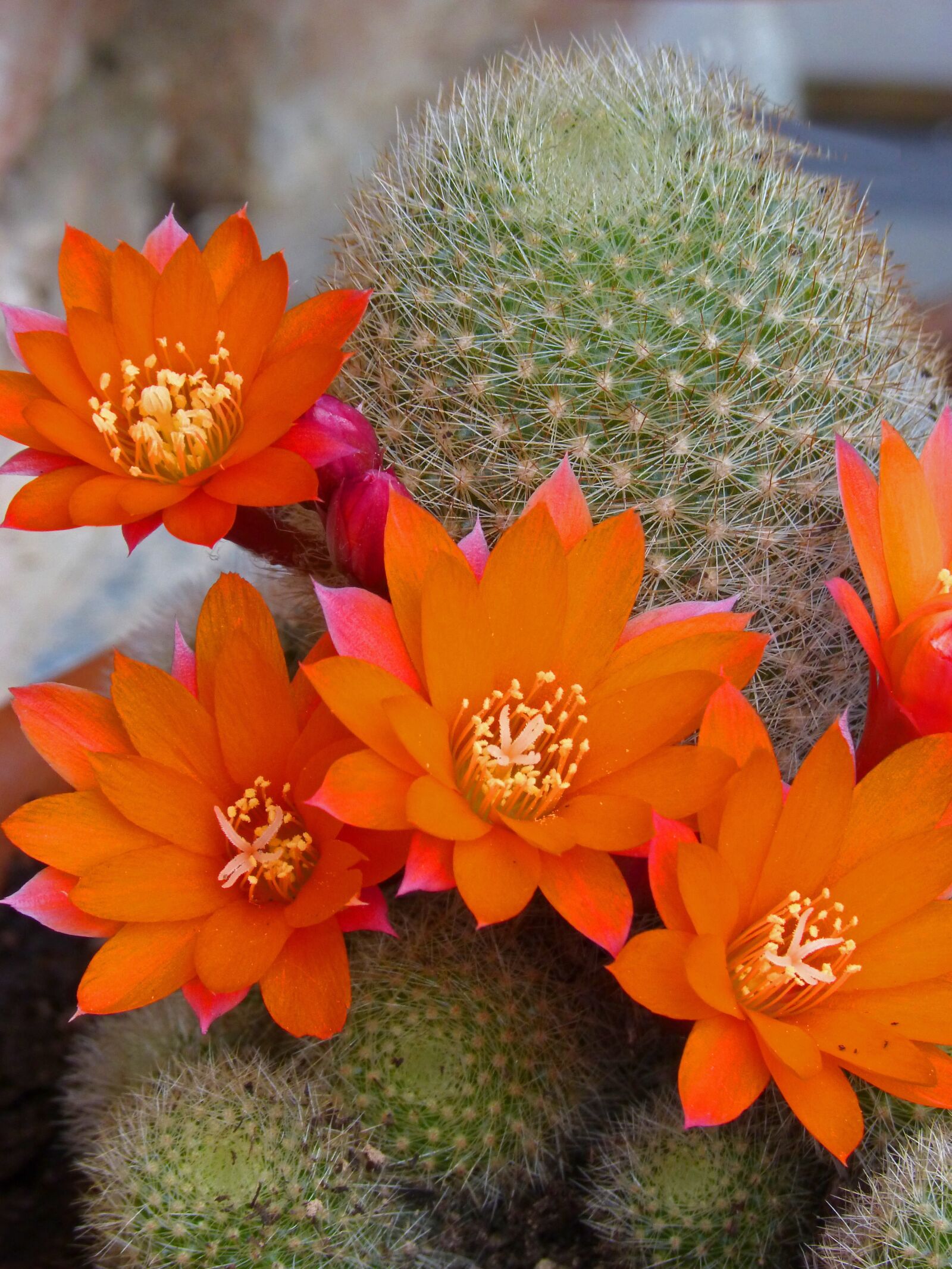 Panasonic DMC-FZ62 sample photo. Flowers, cactus, flower of photography