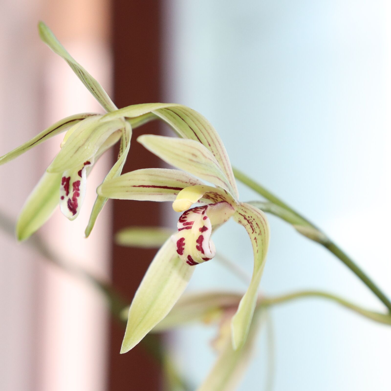 Canon EOS 800D (EOS Rebel T7i / EOS Kiss X9i) sample photo. Orchid, flower, white photography