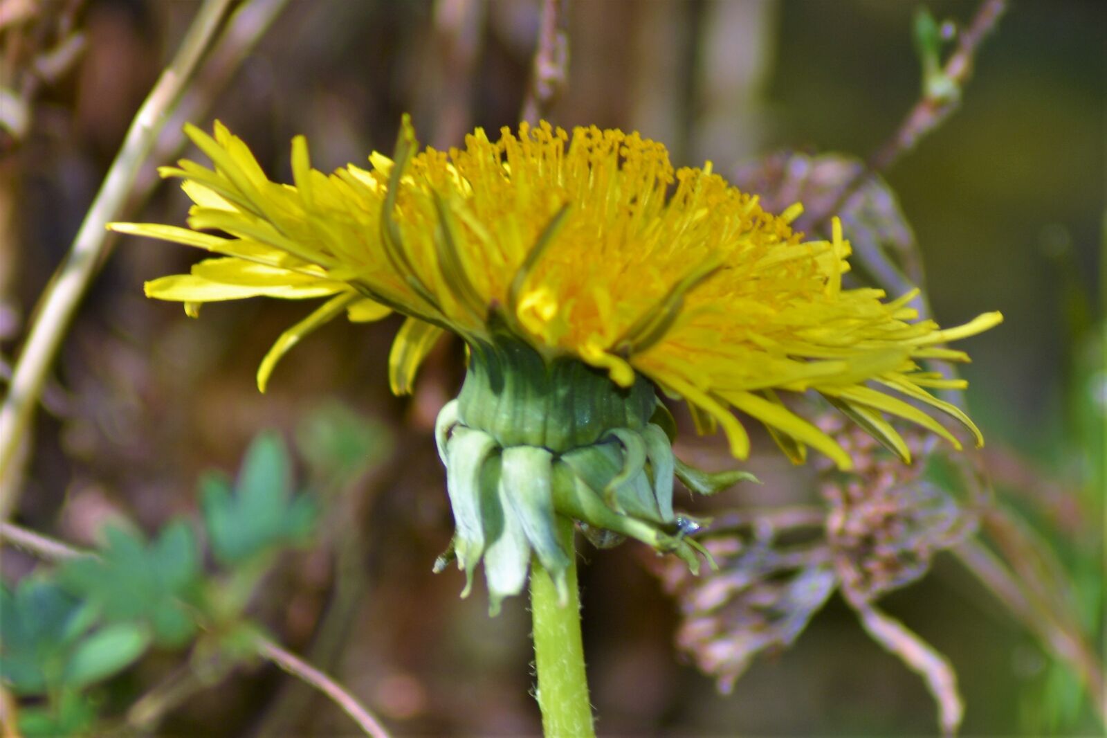 Nikon D5200 sample photo. Flower, dandelion, yellow photography