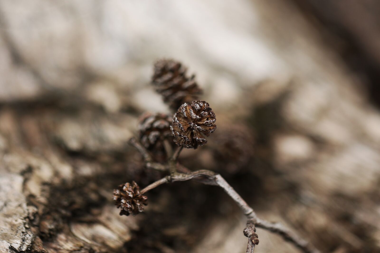 Canon EOS 7D Mark II sample photo. Pinecone, tree, nature photography