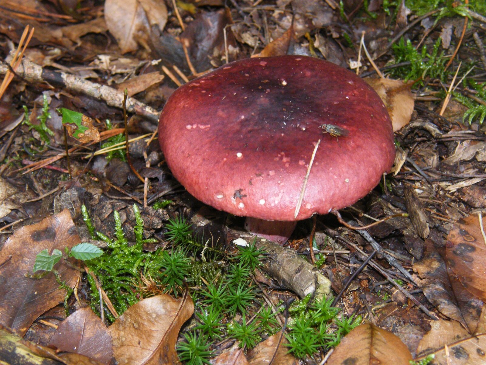 Fujifilm FinePix S8000fd sample photo. Rutilans, mushrooms, forest photography