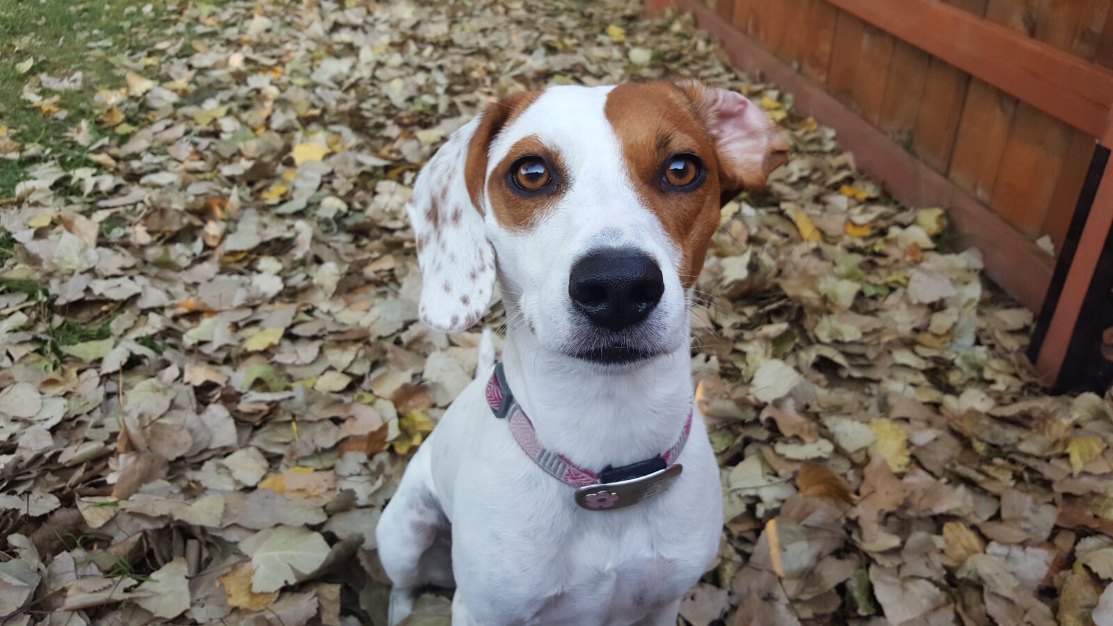 Samsung GALAXY S6 edge sample photo. Dog, pet, fall photography