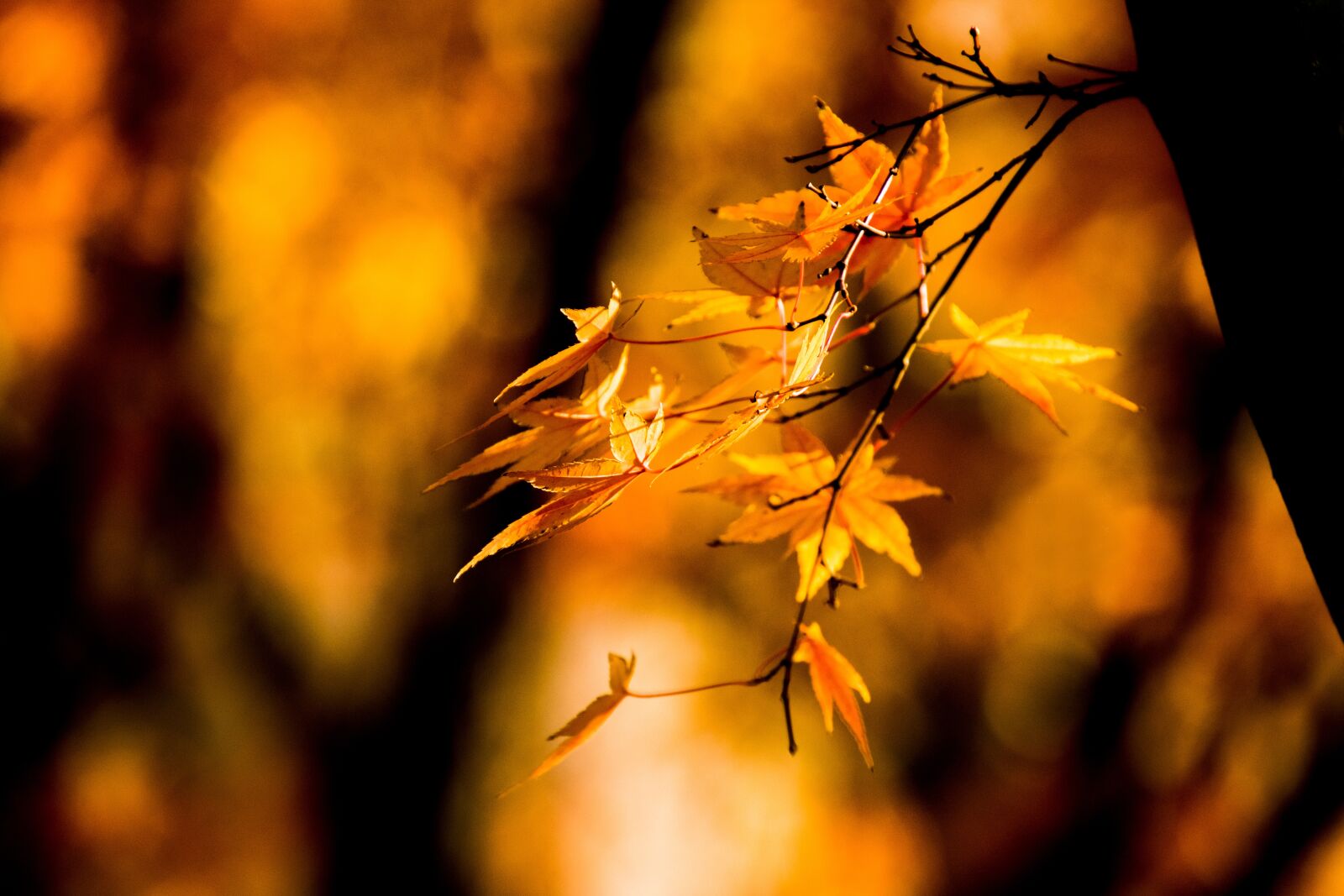 Nikon D3300 sample photo. Nature, leaves photography