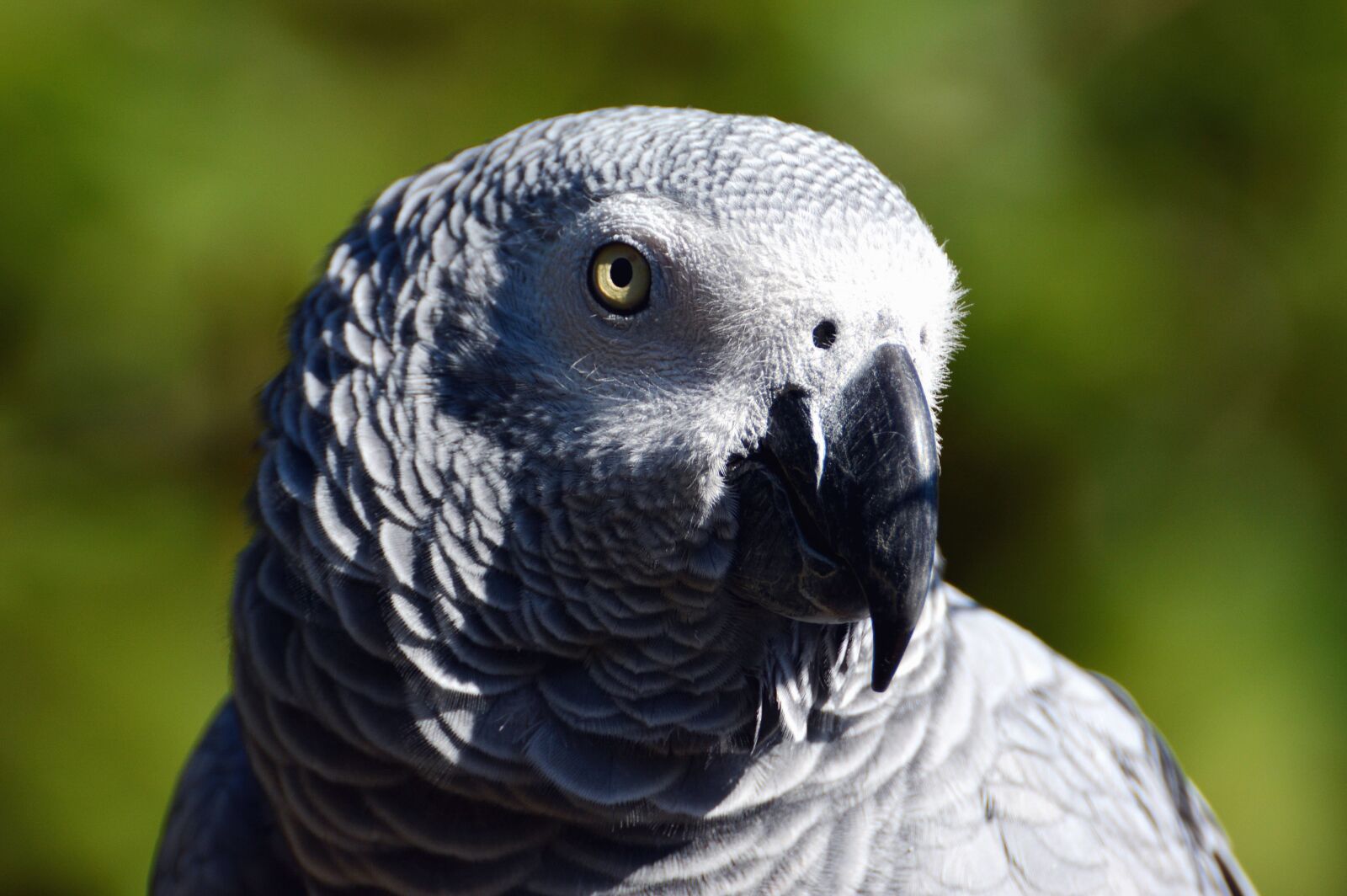 Nikon D5200 sample photo. Parrot, feathers, beak, bird photography