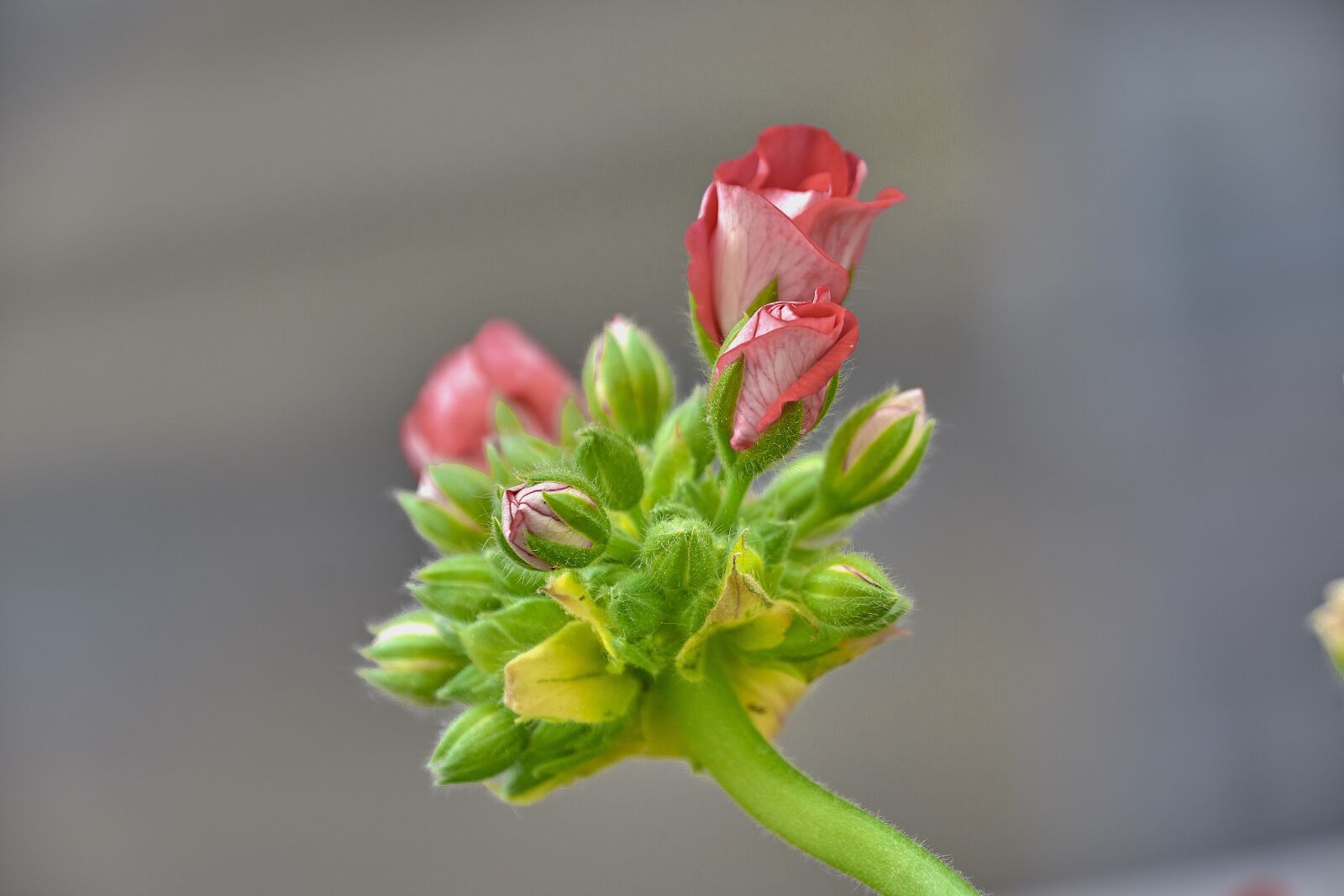 Nikon D7200 sample photo. Flower, garden, plant photography