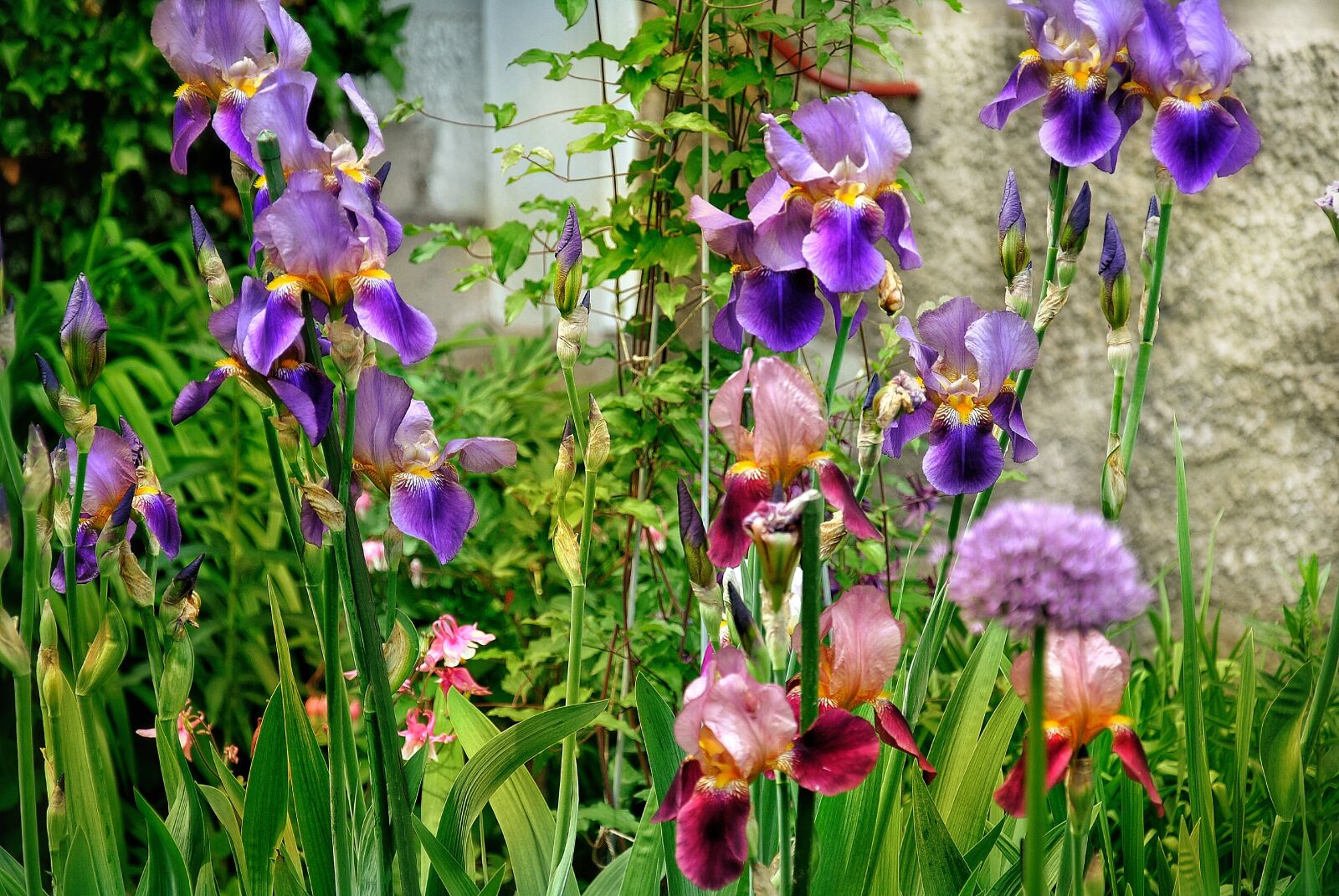 Nikon D3000 sample photo. Blossom, bloom, violet photography
