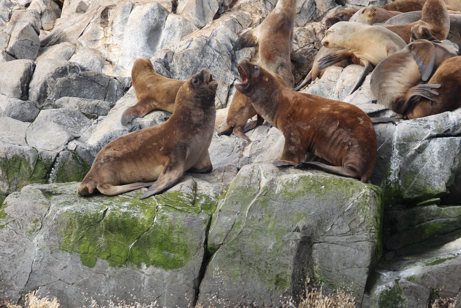 Canon EOS 650D (EOS Rebel T4i / EOS Kiss X6i) sample photo. Sea lion, sea lions photography
