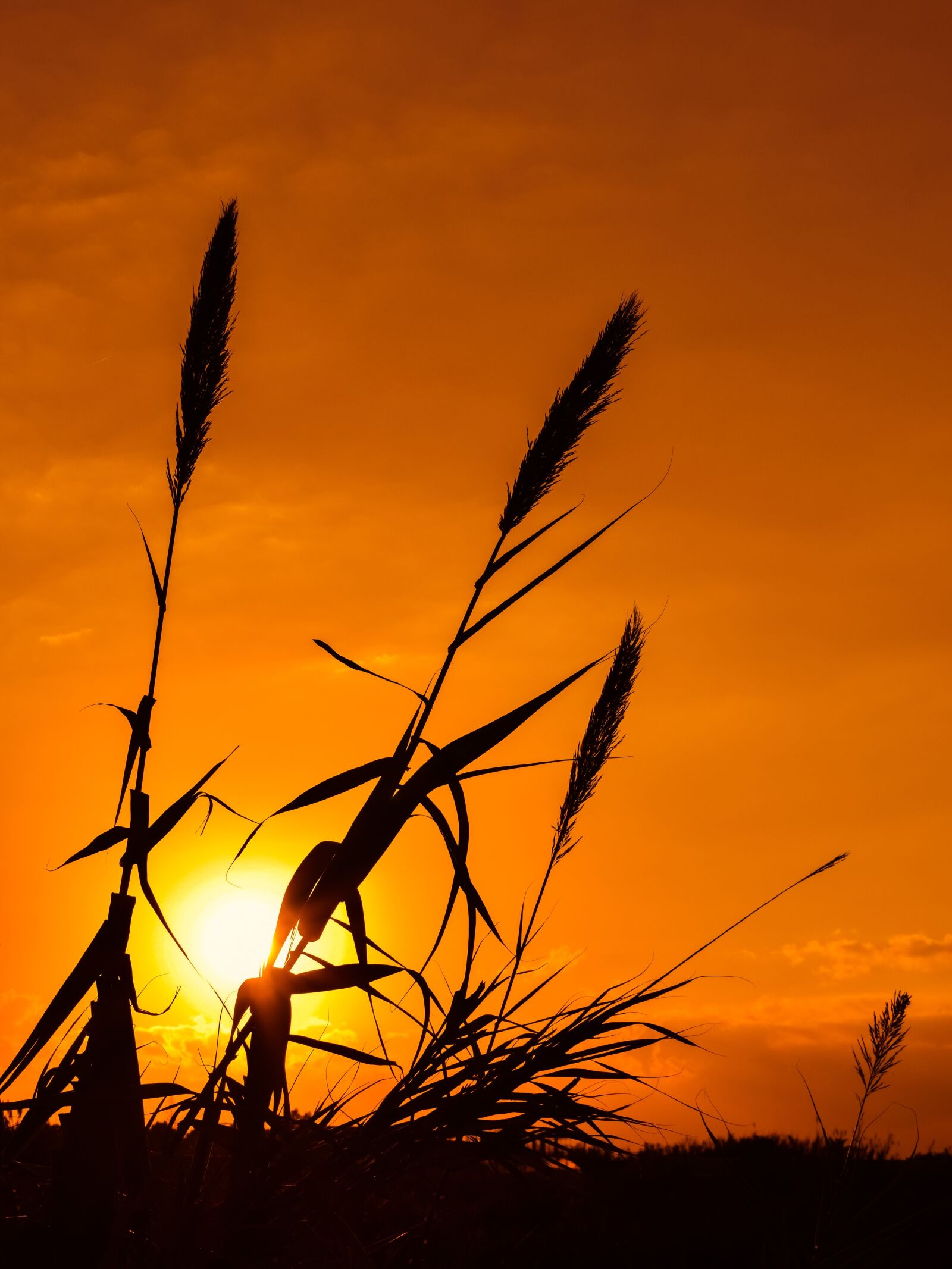 Nikon D3300 sample photo. Reeds, sun, sunset photography
