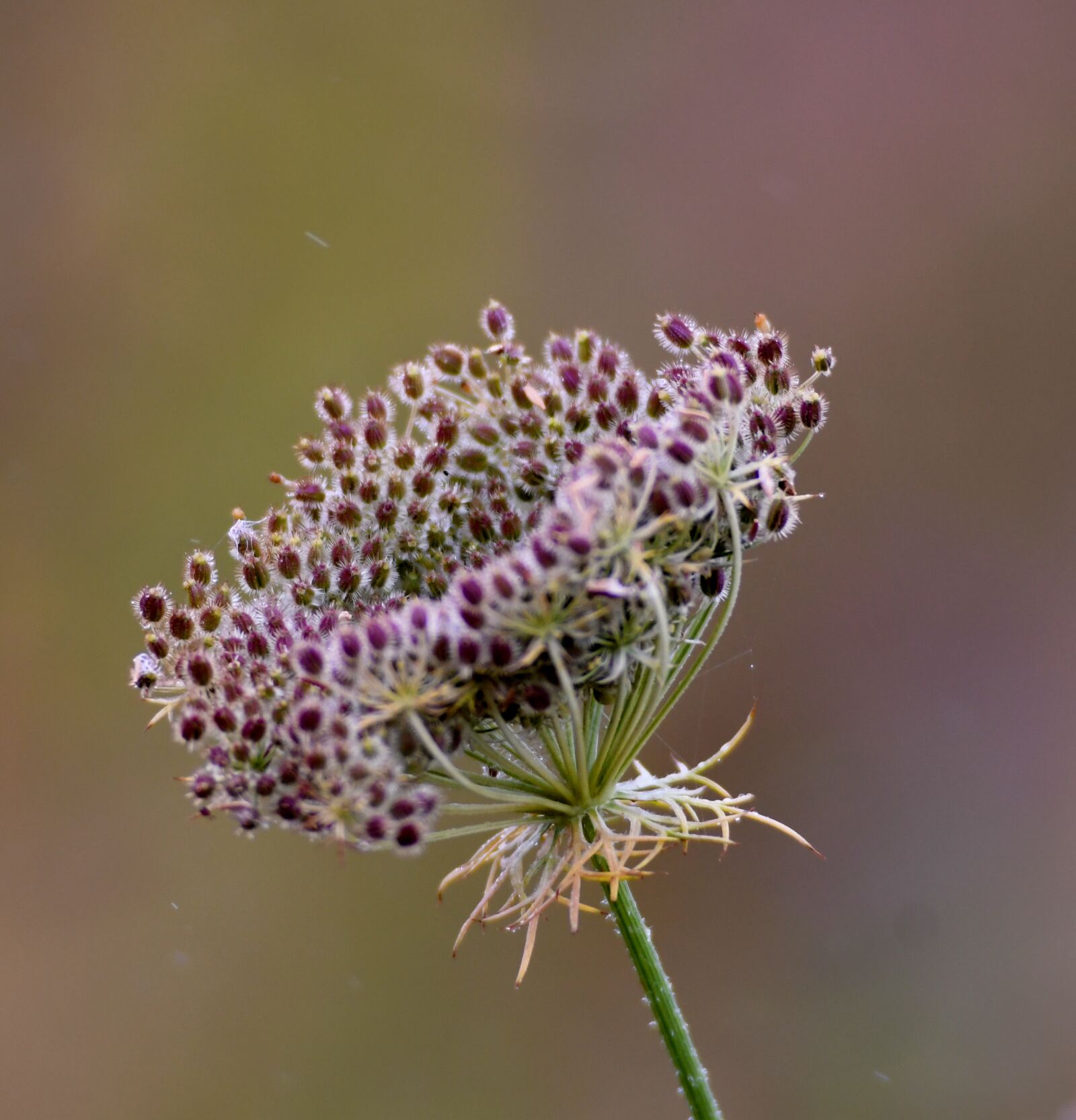Nikon D500 sample photo. Screen flower, nature, seeds photography