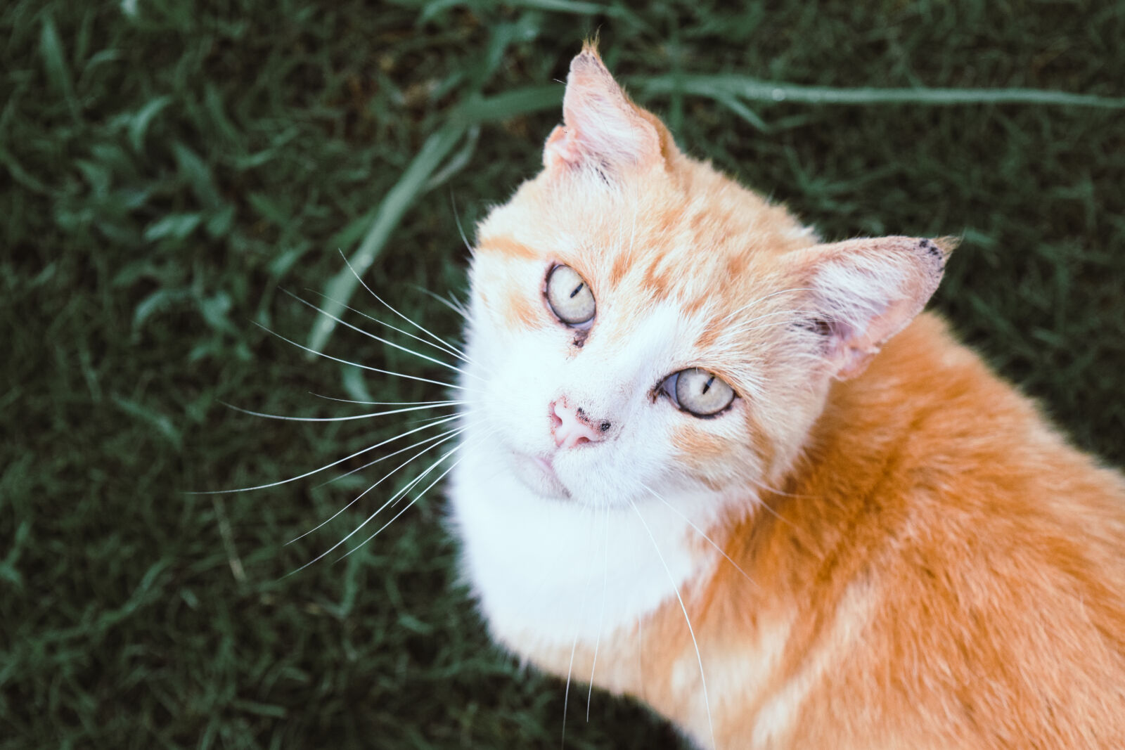 Nikon D3300 sample photo. Cat, grass, greenery, nature photography