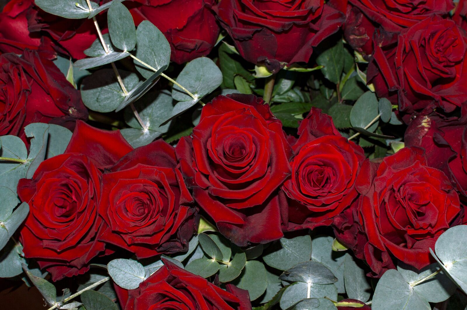 Nikon D3200 sample photo. Roses, bouquet, burgundy photography